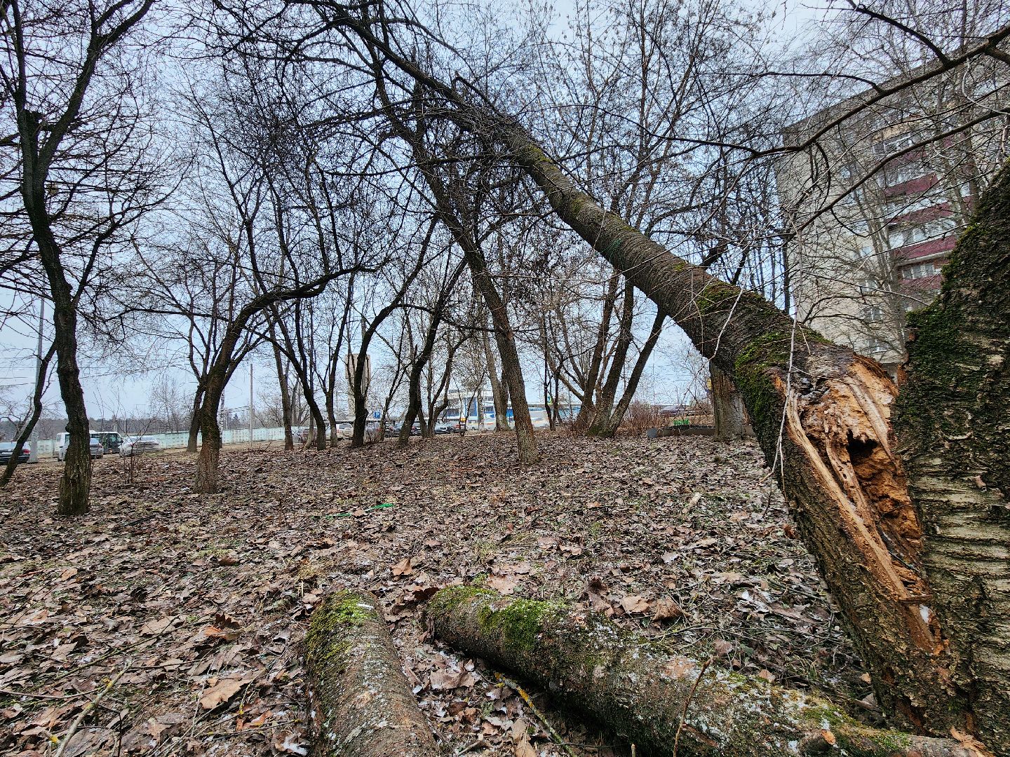 Чехов, дворец спорта олимпийский, выездная администрация, встреча с жителями, обращения граждан, Вокзальная площадь 2, опилить деревья, удалить аварийные деревья, сухостойные деревья, содержание придомовой территории,