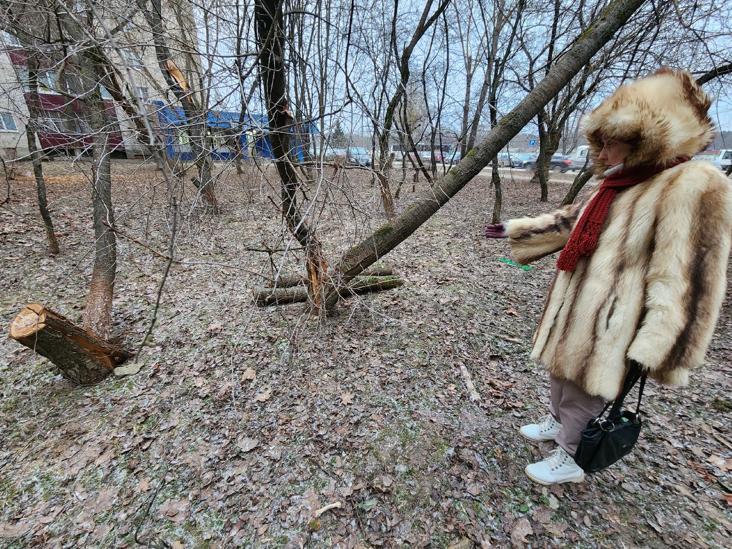 Чехов, дворец спорта олимпийский, выездная администрация, встреча с жителями, обращения граждан, Вокзальная площадь 2, опилить деревья, удалить аварийные деревья, сухостойные деревья, содержание придомовой территории,