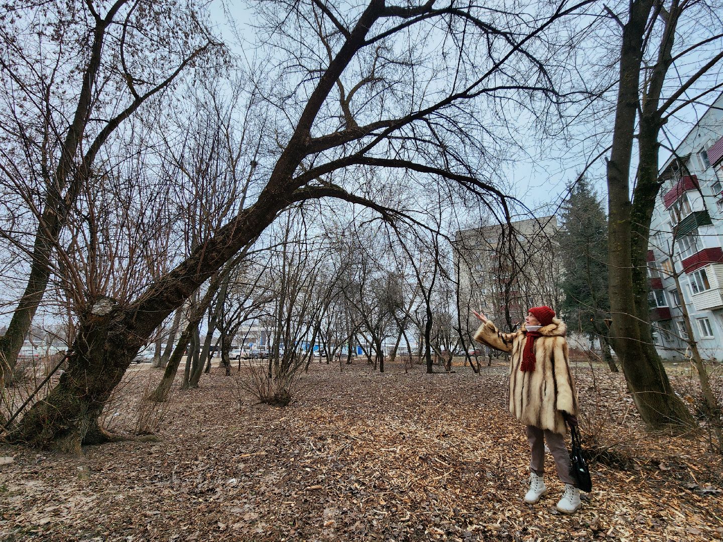 Чехов, дворец спорта олимпийский, выездная администрация, встреча с жителями, обращения граждан, Вокзальная площадь 2, опилить деревья, удалить аварийные деревья, сухостойные деревья, содержание придомовой территории,