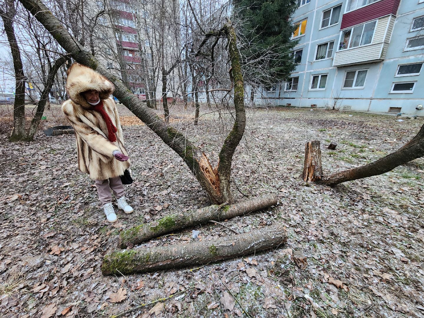 Чехов, дворец спорта олимпийский, выездная администрация, встреча с жителями, обращения граждан, Вокзальная площадь 2, опилить деревья, удалить аварийные деревья, сухостойные деревья, содержание придомовой территории,