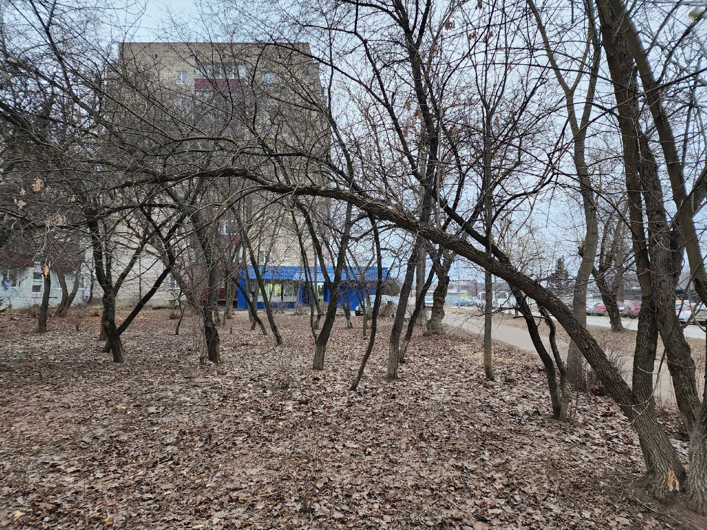 Чехов, дворец спорта олимпийский, выездная администрация, встреча с жителями, обращения граждан, Вокзальная площадь 2, опилить деревья, удалить аварийные деревья, сухостойные деревья, содержание придомовой территории,