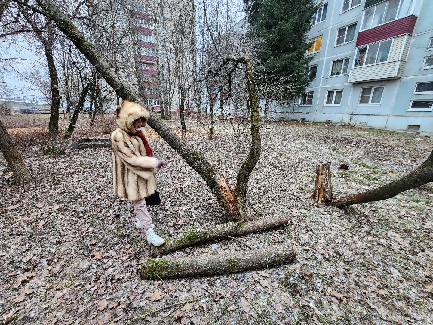 Чехов, дворец спорта олимпийский, выездная администрация, встреча с жителями, обращения граждан, Вокзальная площадь 2, опилить деревья, удалить аварийные деревья, сухостойные деревья, содержание придомовой территории,