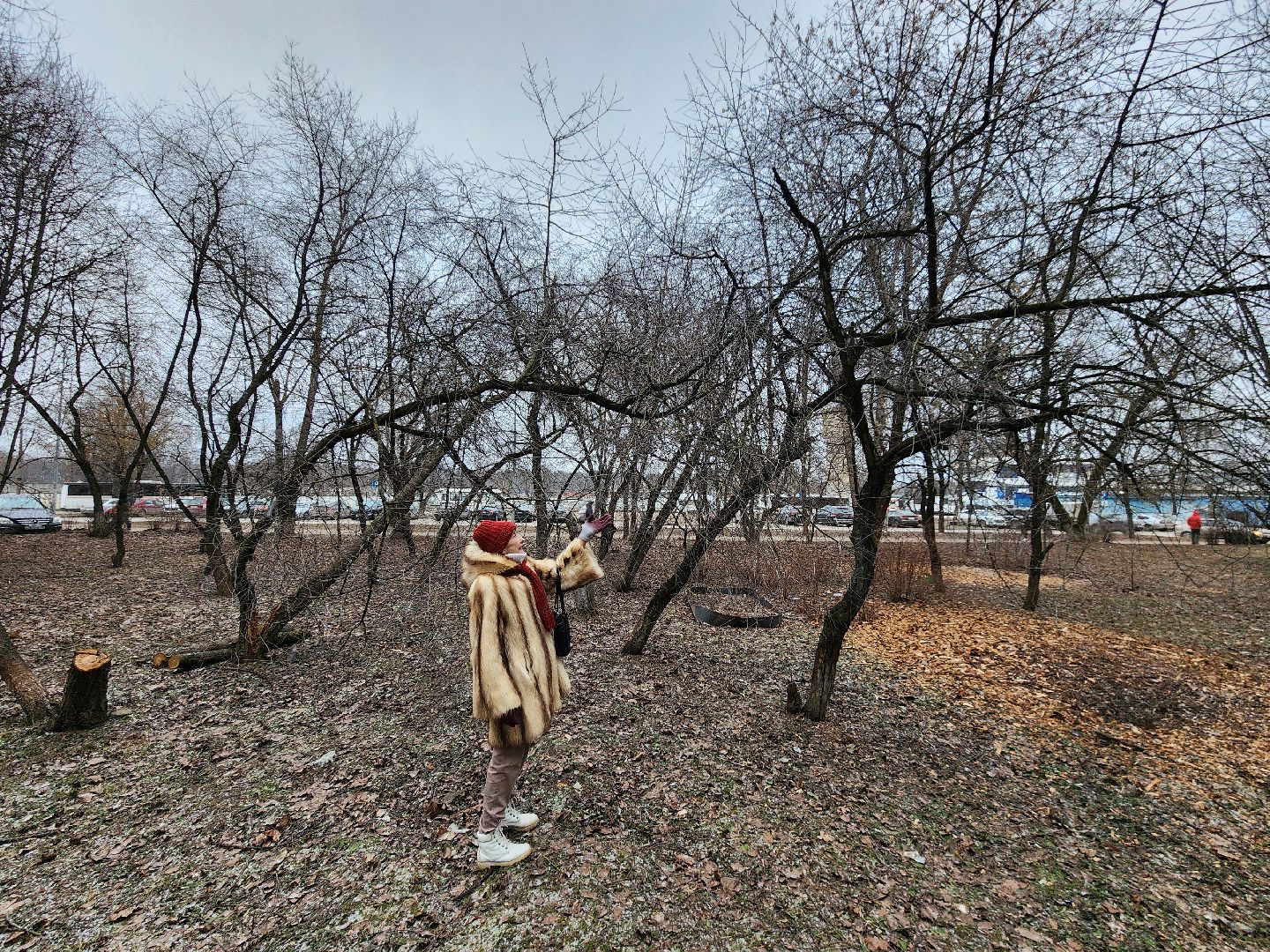 Чехов, дворец спорта олимпийский, выездная администрация, встреча с жителями, обращения граждан, Вокзальная площадь 2, опилить деревья, удалить аварийные деревья, сухостойные деревья, содержание придомовой территории,