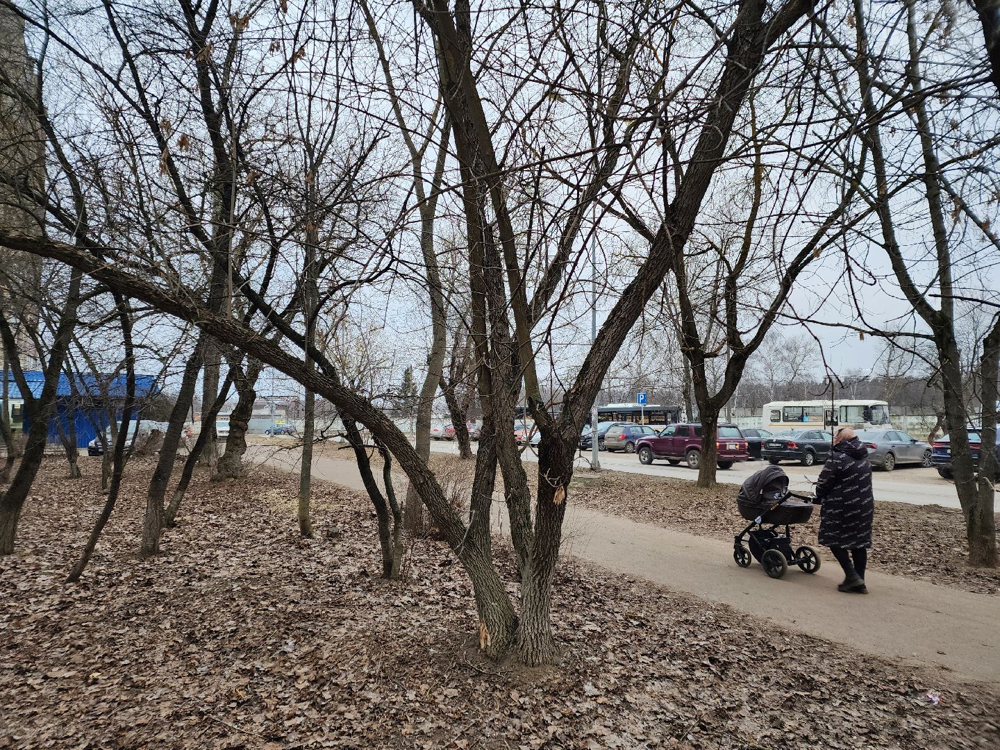 Чехов, дворец спорта олимпийский, выездная администрация, встреча с жителями, обращения граждан, Вокзальная площадь 2, опилить деревья, удалить аварийные деревья, сухостойные деревья, содержание придомовой территории,