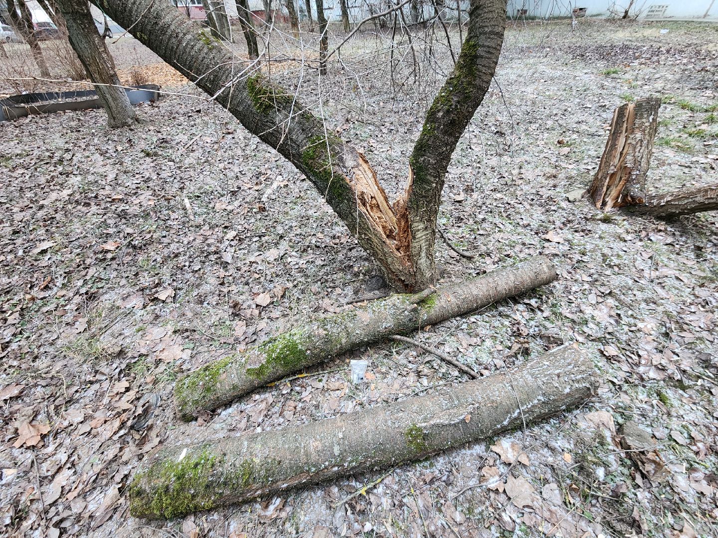 Чехов, дворец спорта олимпийский, выездная администрация, встреча с жителями, обращения граждан, Вокзальная площадь 2, опилить деревья, удалить аварийные деревья, сухостойные деревья, содержание придомовой территории,