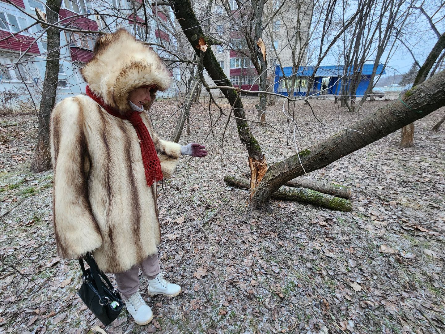 Чехов, дворец спорта олимпийский, выездная администрация, встреча с жителями, обращения граждан, Вокзальная площадь 2, опилить деревья, удалить аварийные деревья, сухостойные деревья, содержание придомовой территории,