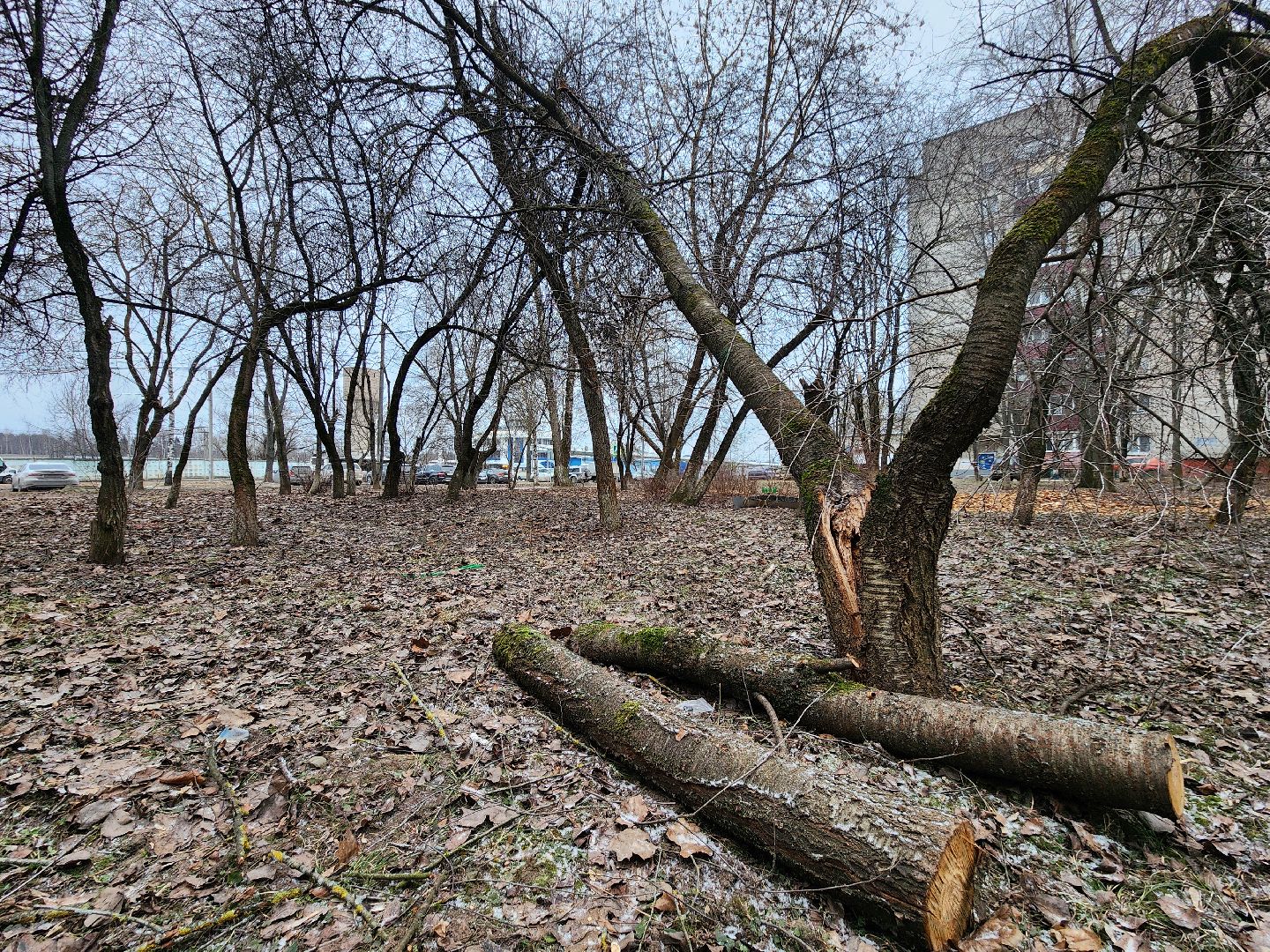 Чехов, дворец спорта олимпийский, выездная администрация, встреча с жителями, обращения граждан, Вокзальная площадь 2, опилить деревья, удалить аварийные деревья, сухостойные деревья, содержание придомовой территории,
