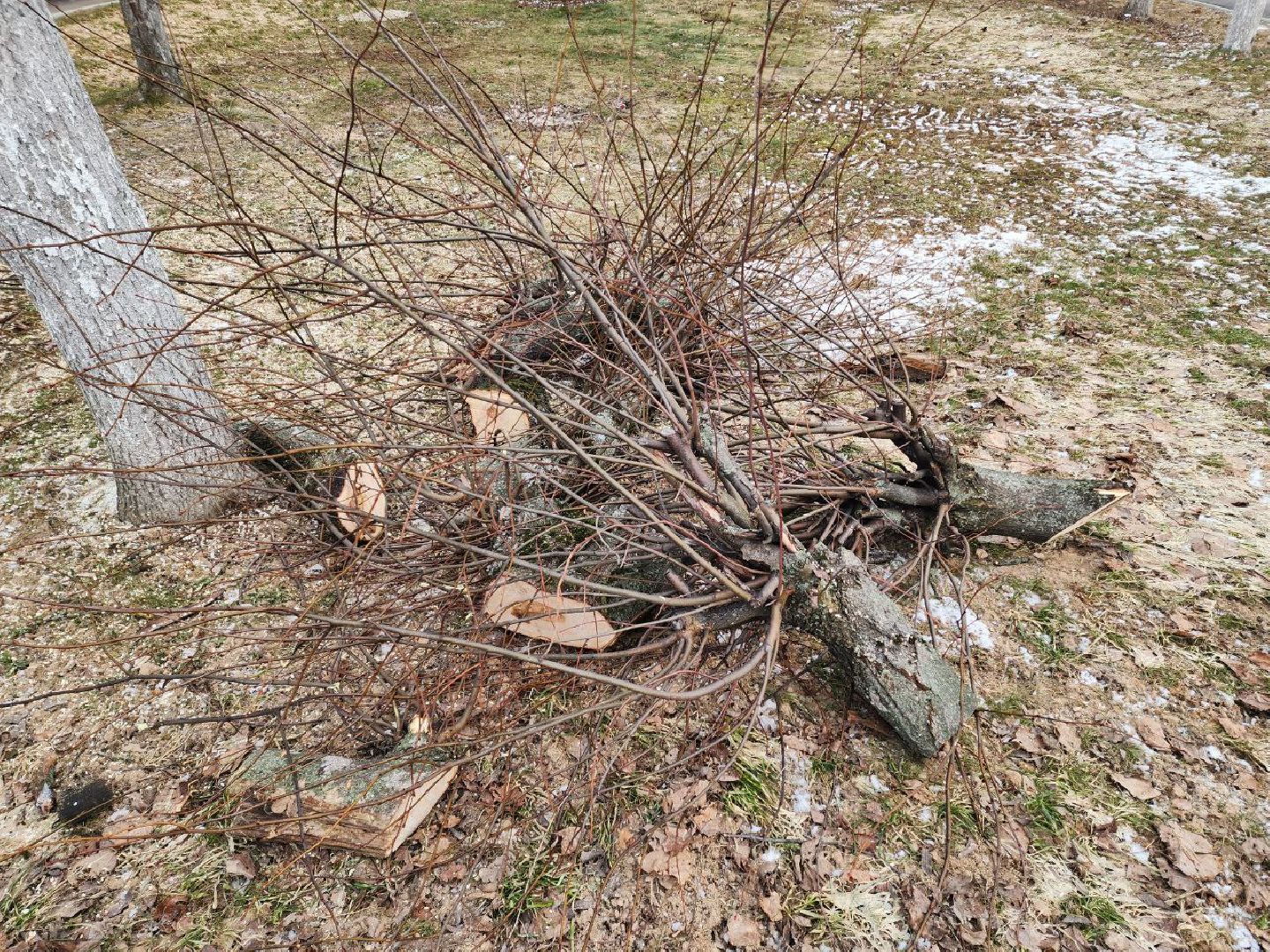 солнечногорск, липы, рабочий, школа, ученики,