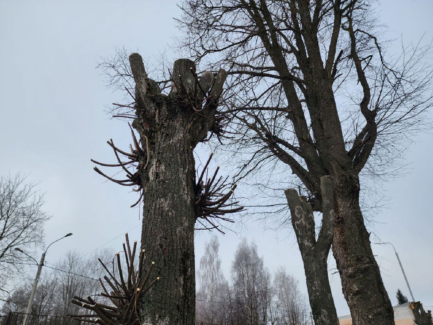 солнечногорск, липы, рабочий, школа, ученики,