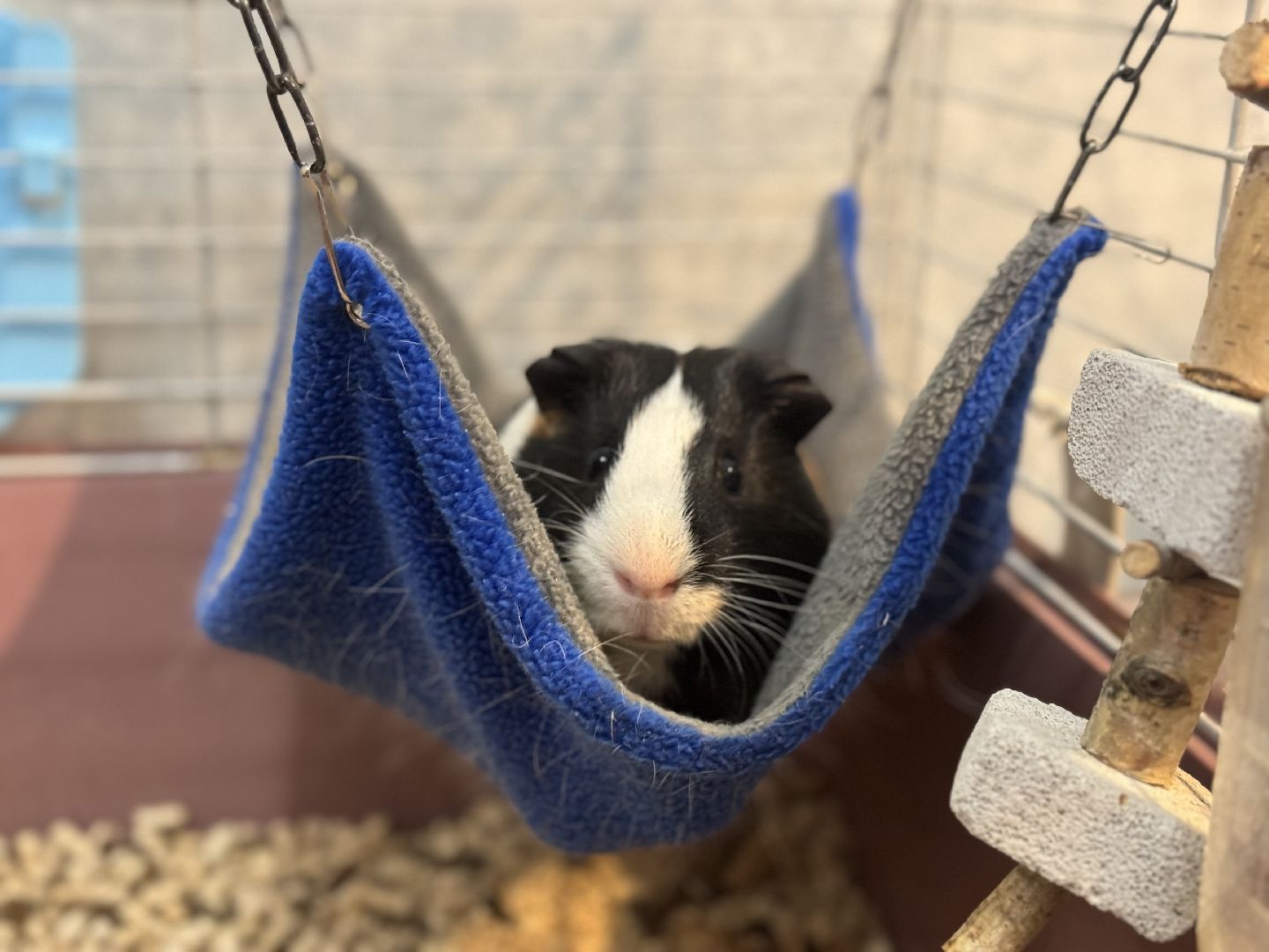 Учитель начальных классов, Социальный найм, льготы учителям, ленинский городской округ,господдержка,