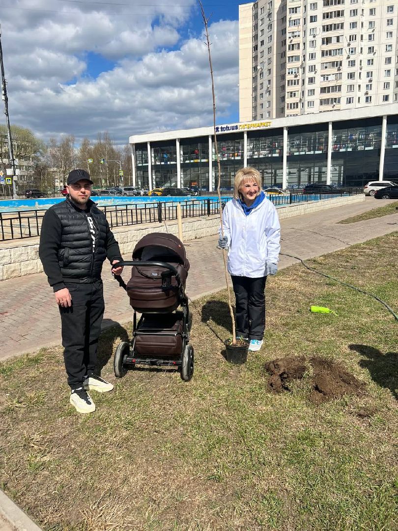 Солнечногорск, дерево, субботник, чистота, порядок