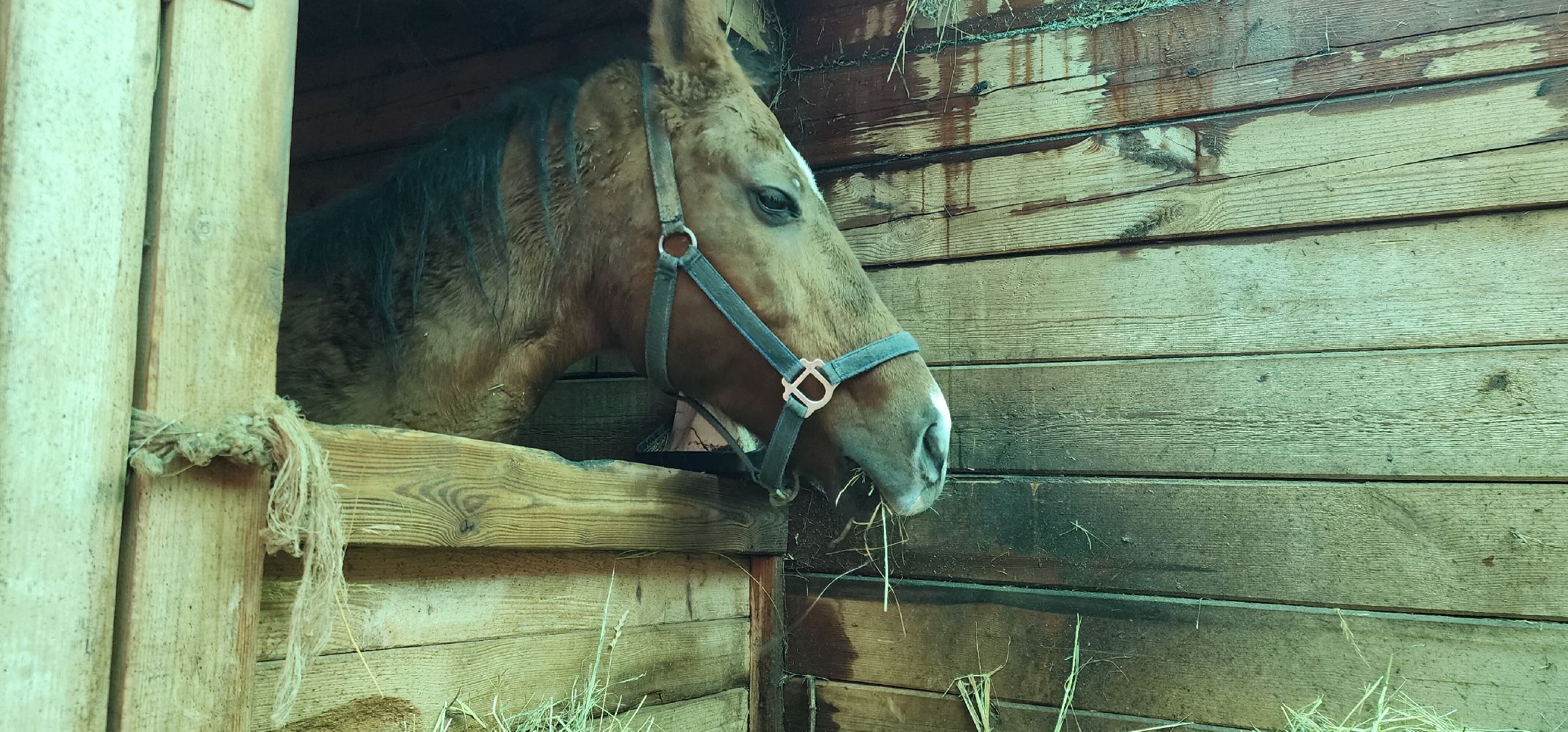 вертикалки, Туризм, конные прогулки,
