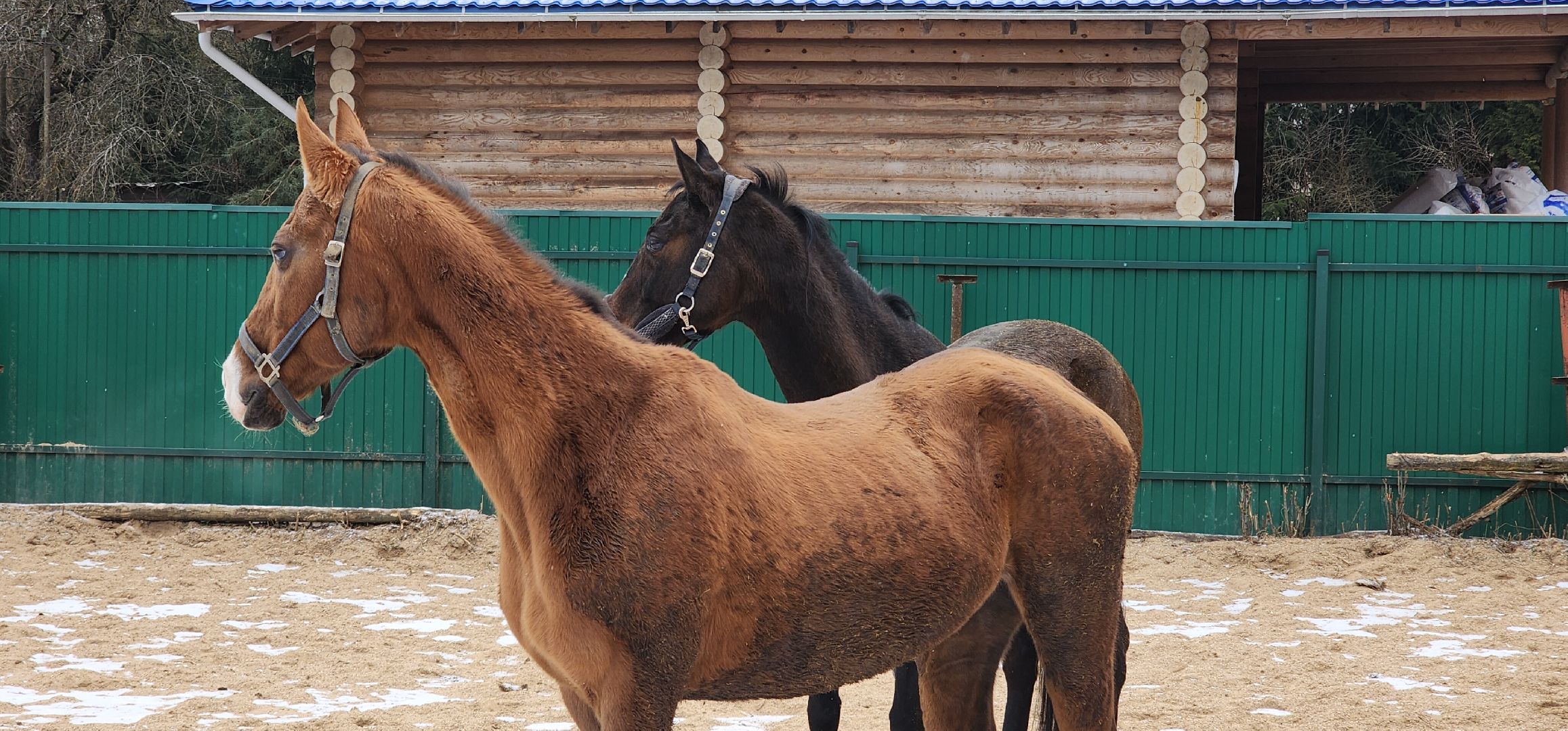 вертикалки, Туризм, конные прогулки,