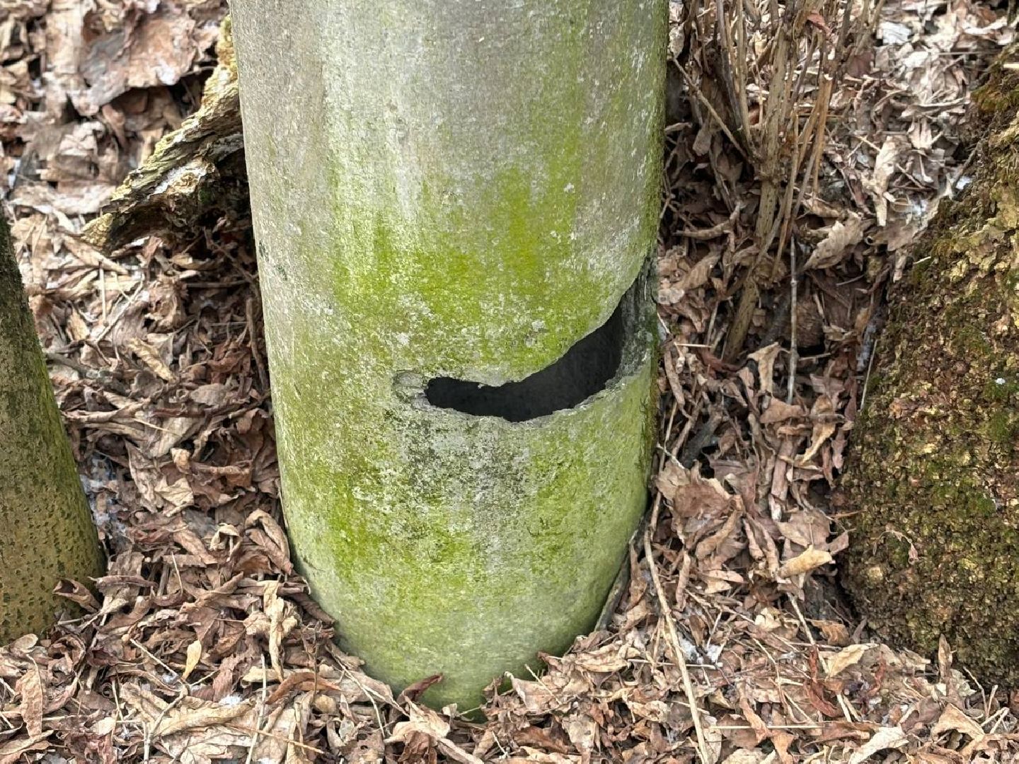 воскресенск, росгвардия, кража,