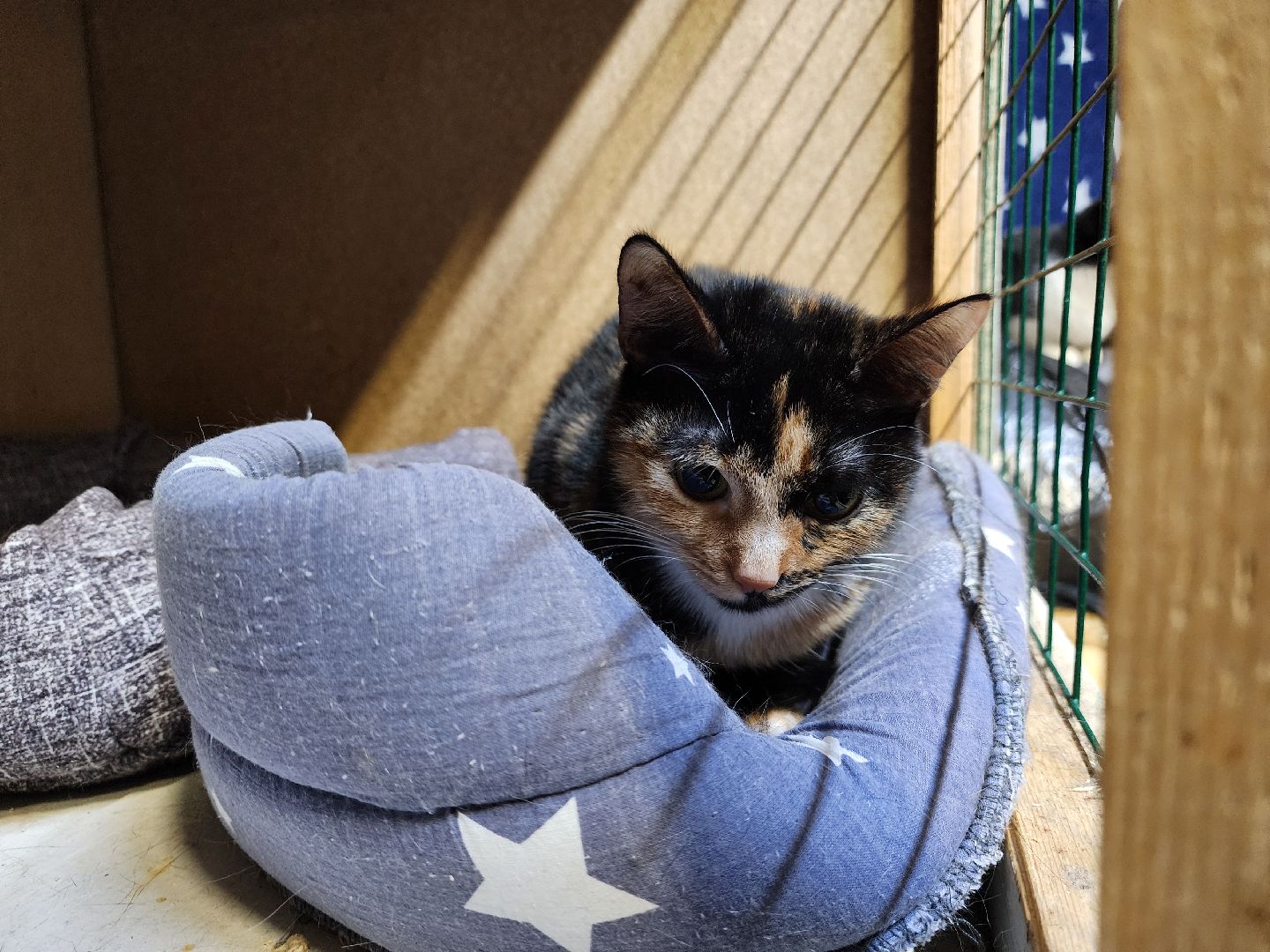 Дубна, Приют, Кошки, Волонтер, вертикалки,