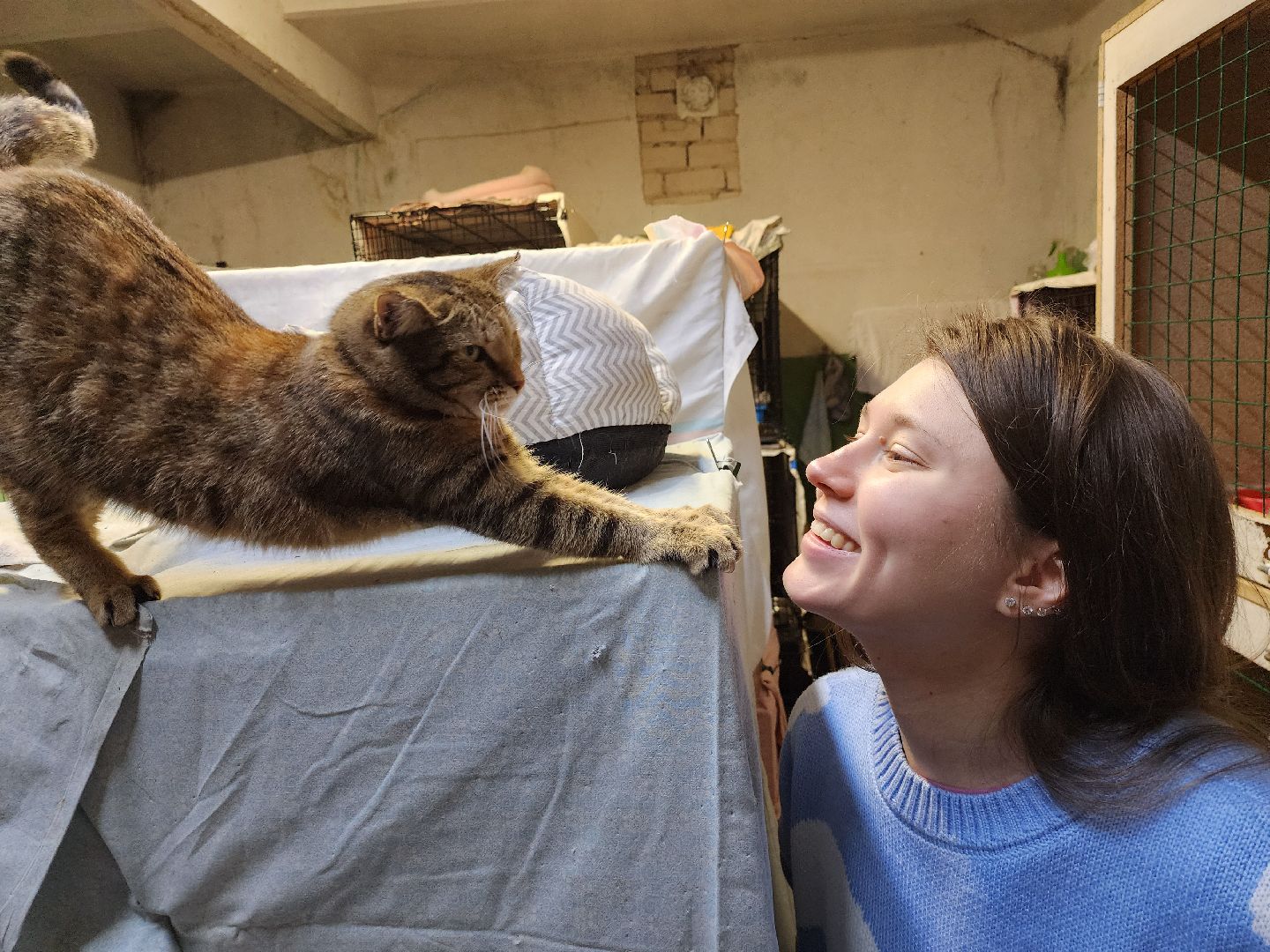 Дубна, Приют, Кошки, Волонтер, вертикалки,