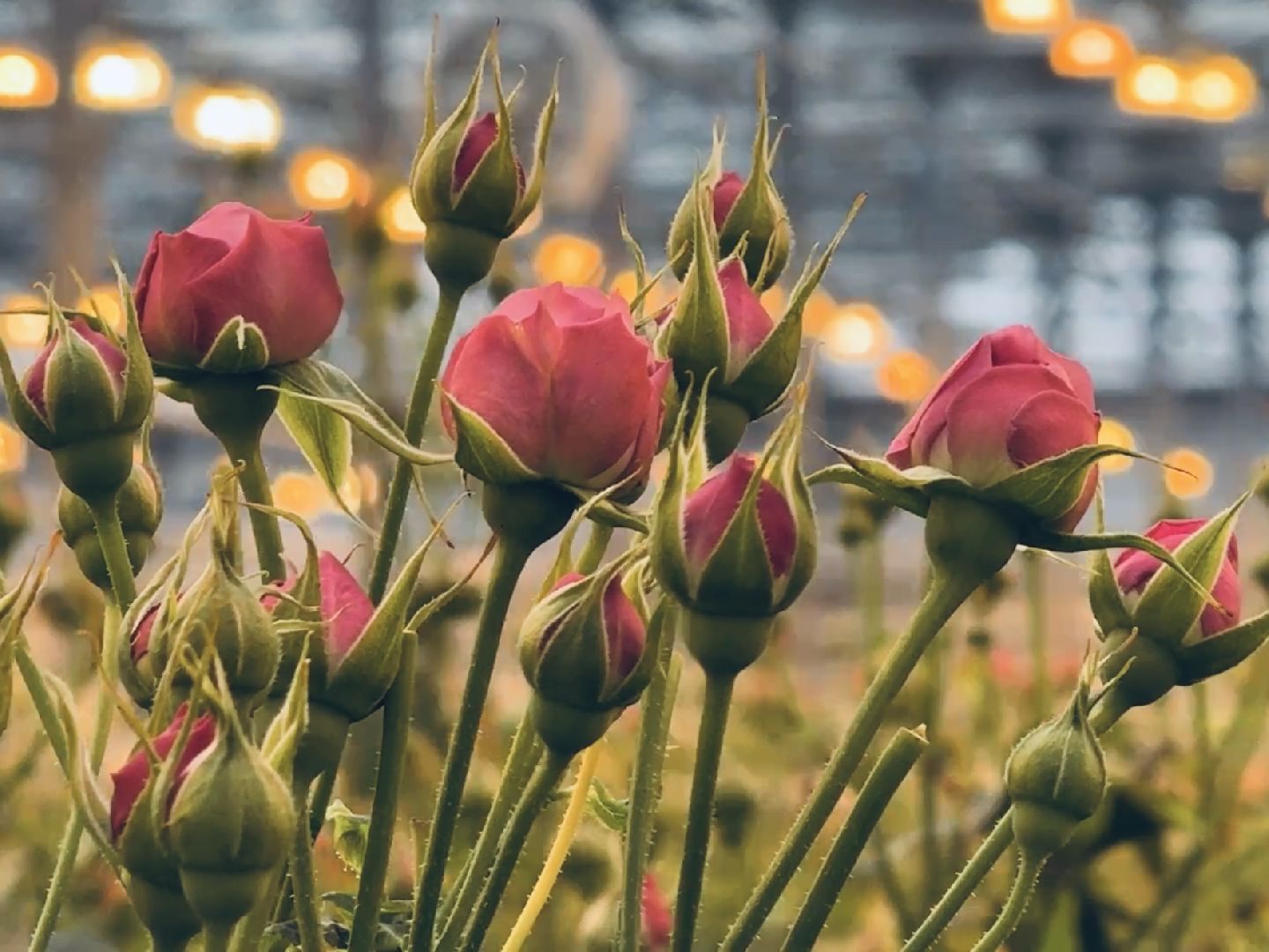 раменское, розы, тепличный комплекс, производство,вертикалки,