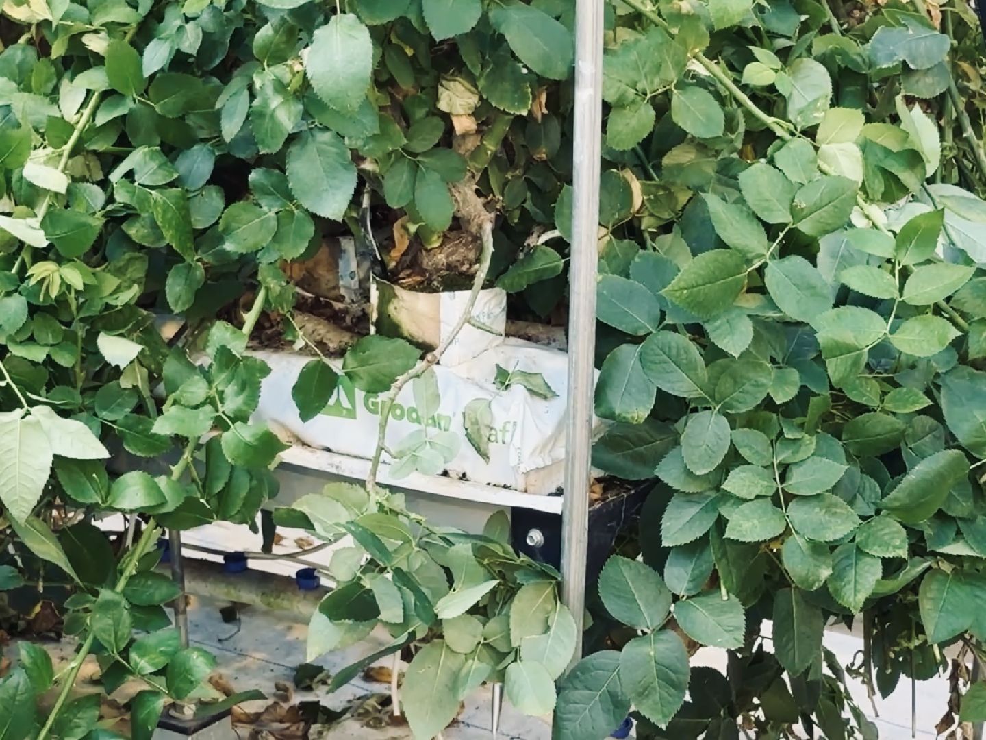 раменское, розы, тепличный комплекс, производство,вертикалки,