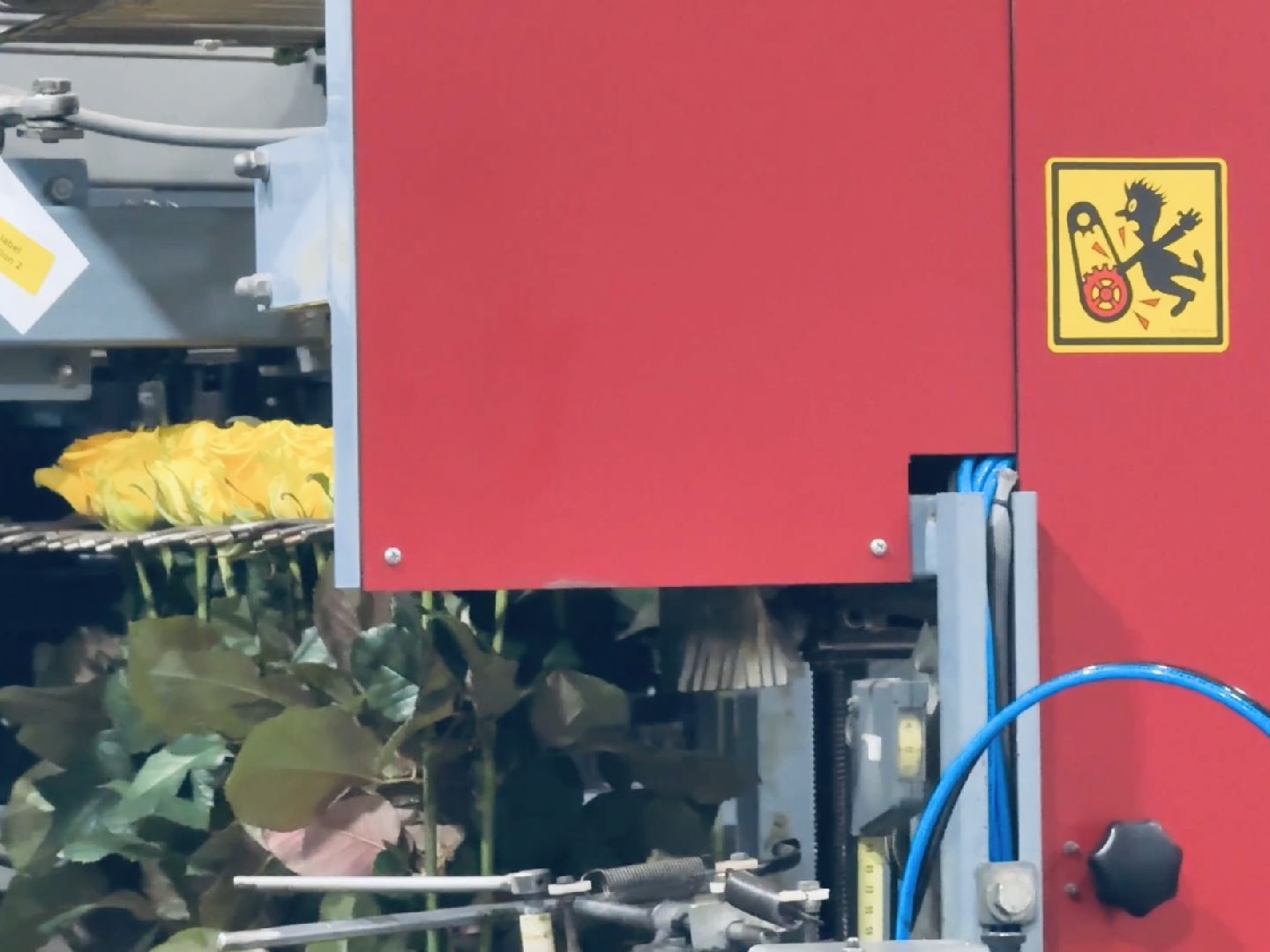 раменское, розы, тепличный комплекс, производство,вертикалки,