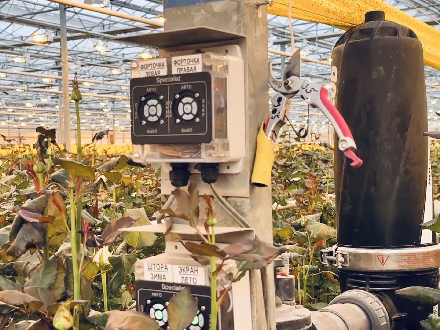 раменское, розы, тепличный комплекс, производство,вертикалки,