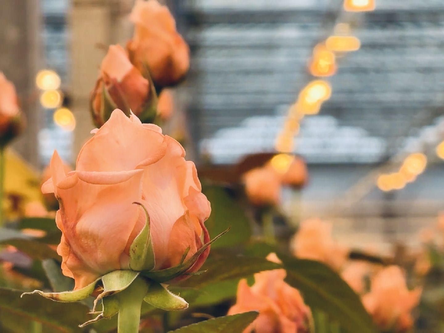 раменское, розы, тепличный комплекс, производство,вертикалки,