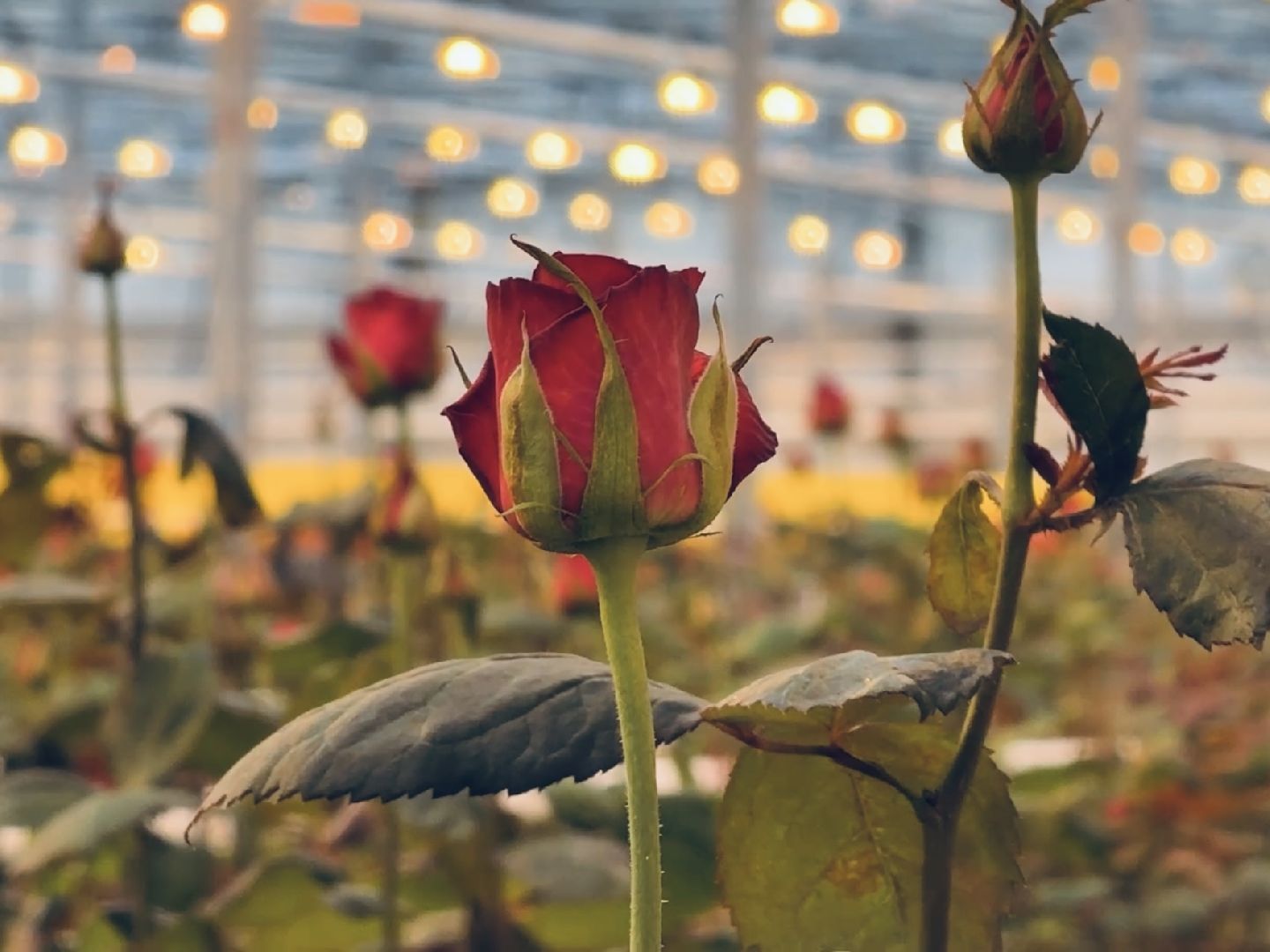 раменское, розы, тепличный комплекс, производство,вертикалки,