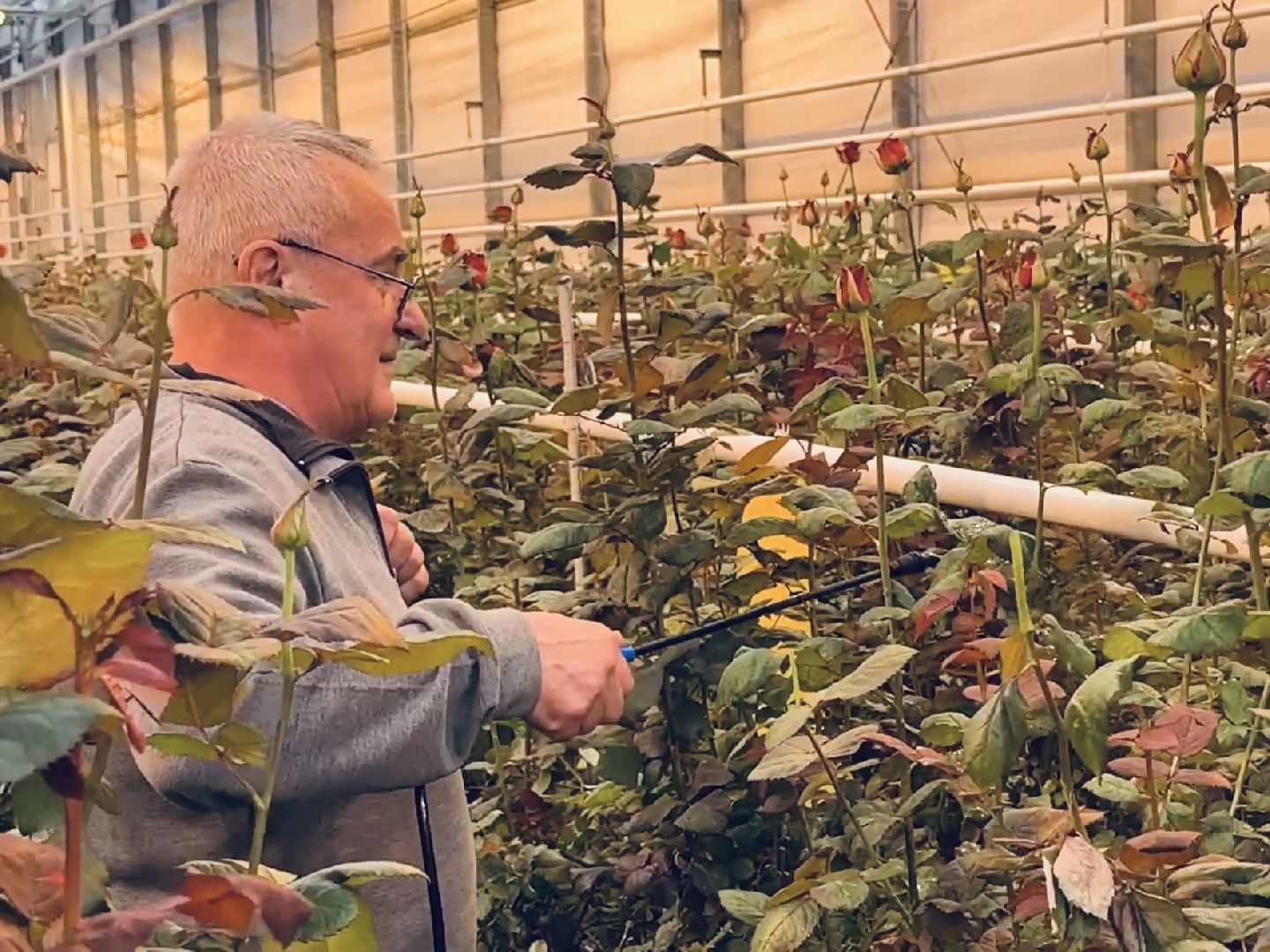 раменское, розы, тепличный комплекс, производство,вертикалки,