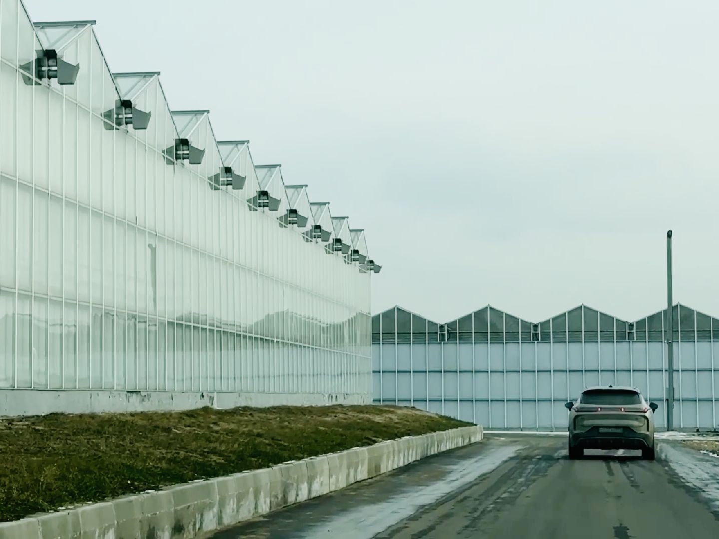 раменское, розы, тепличный комплекс, производство,вертикалки,