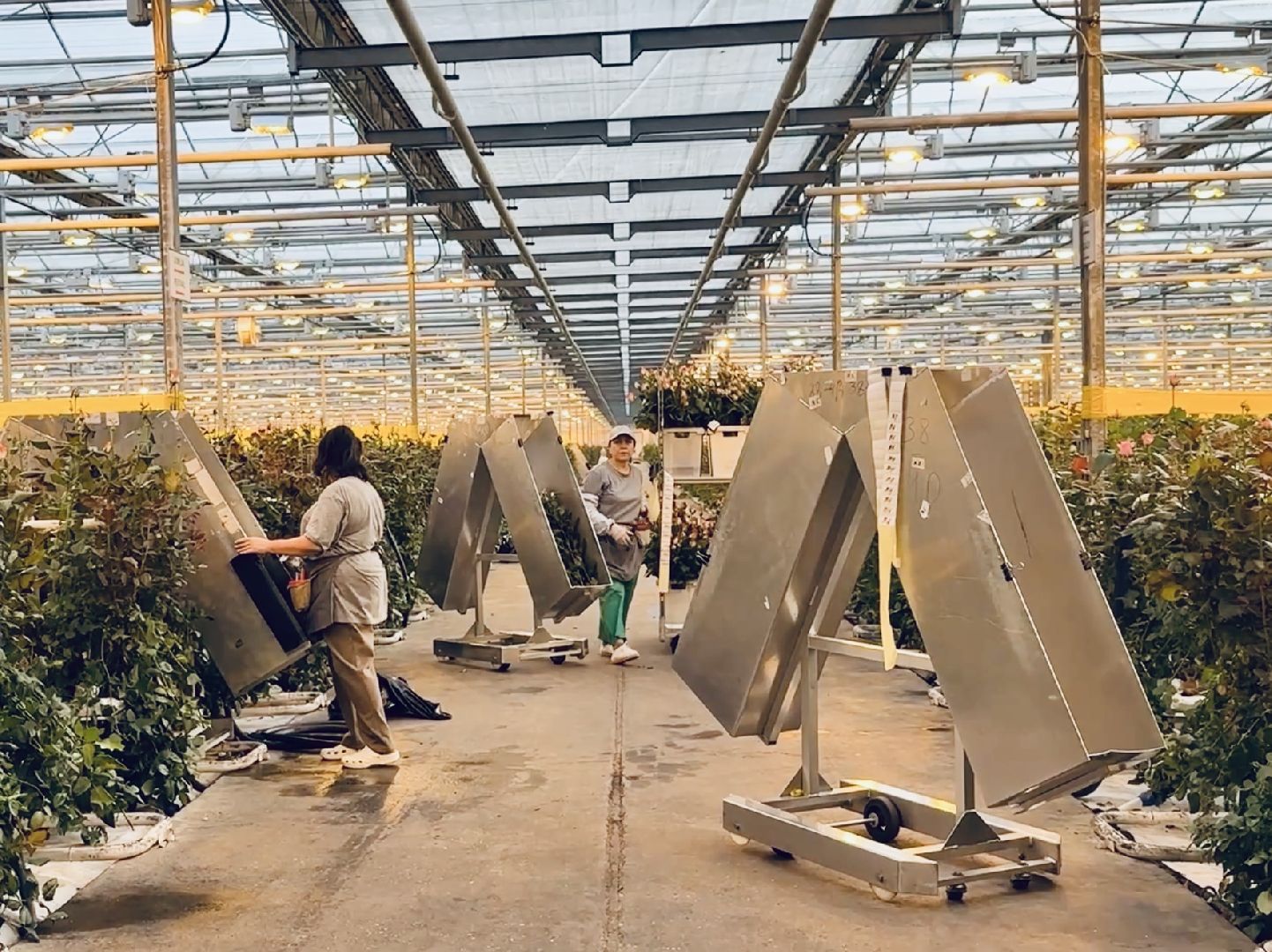 раменское, розы, тепличный комплекс, производство,вертикалки,