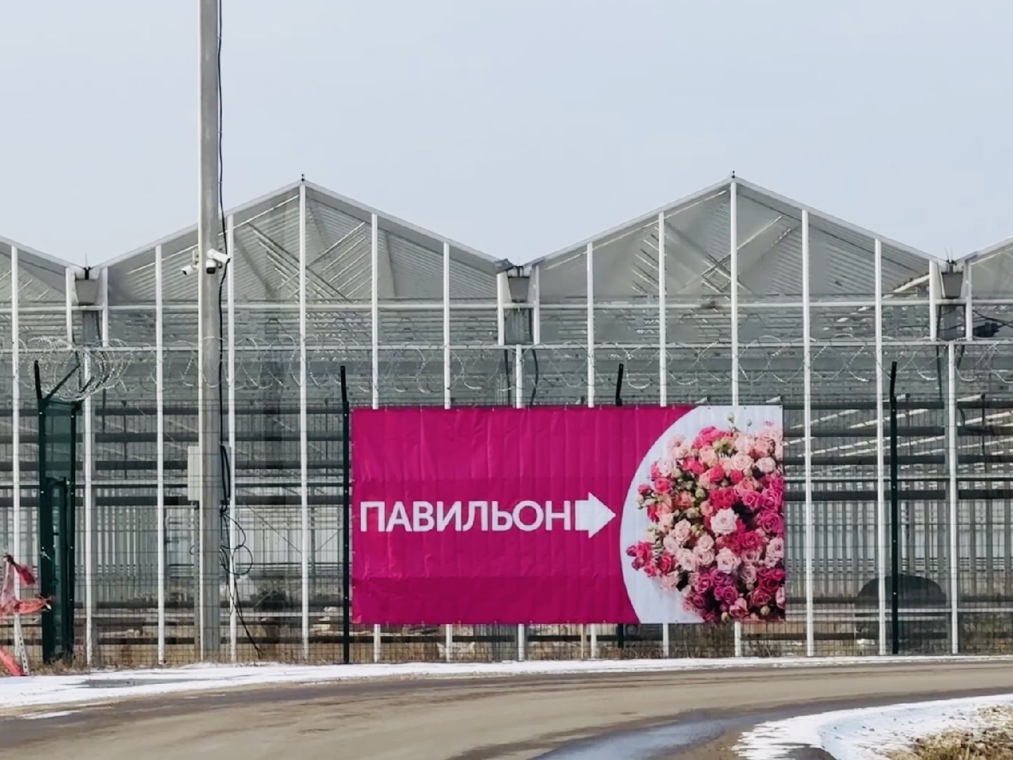 раменское, розы, тепличный комплекс, производство,вертикалки,