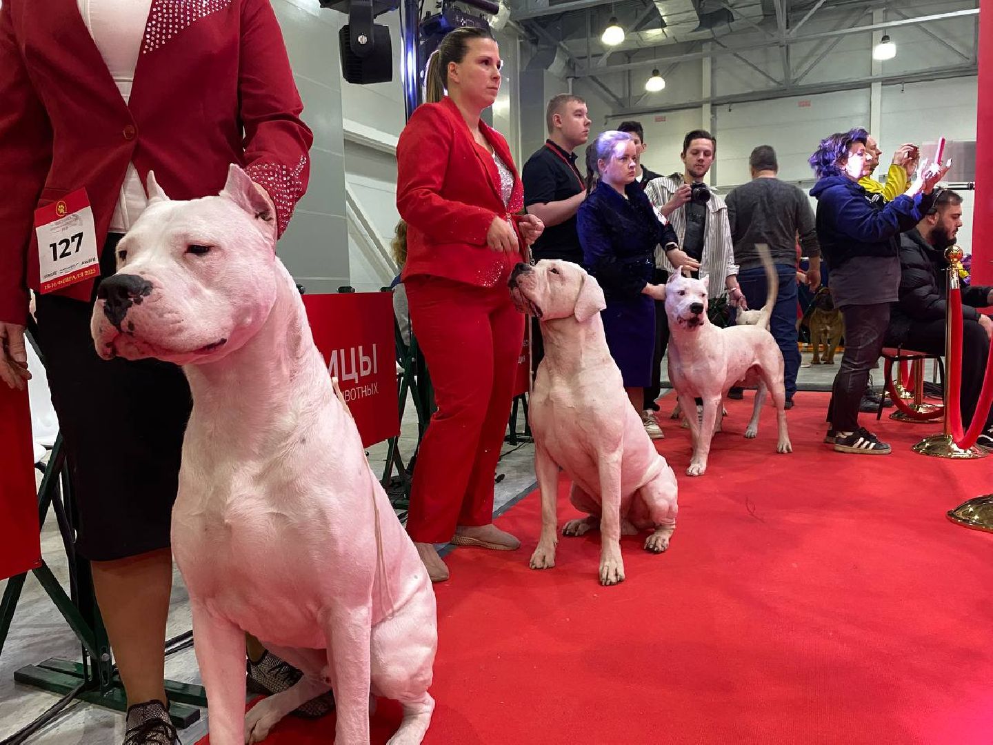 лучшиесобакироссии, выставкасобак, крокусэкспо,