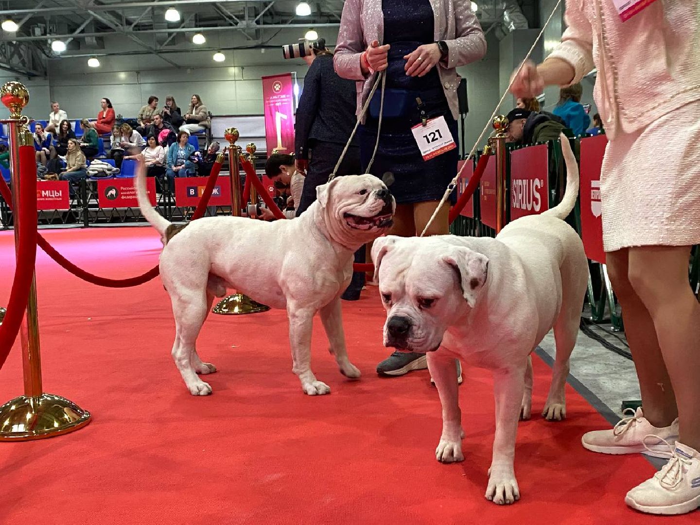 лучшиесобакироссии, выставкасобак, крокусэкспо,