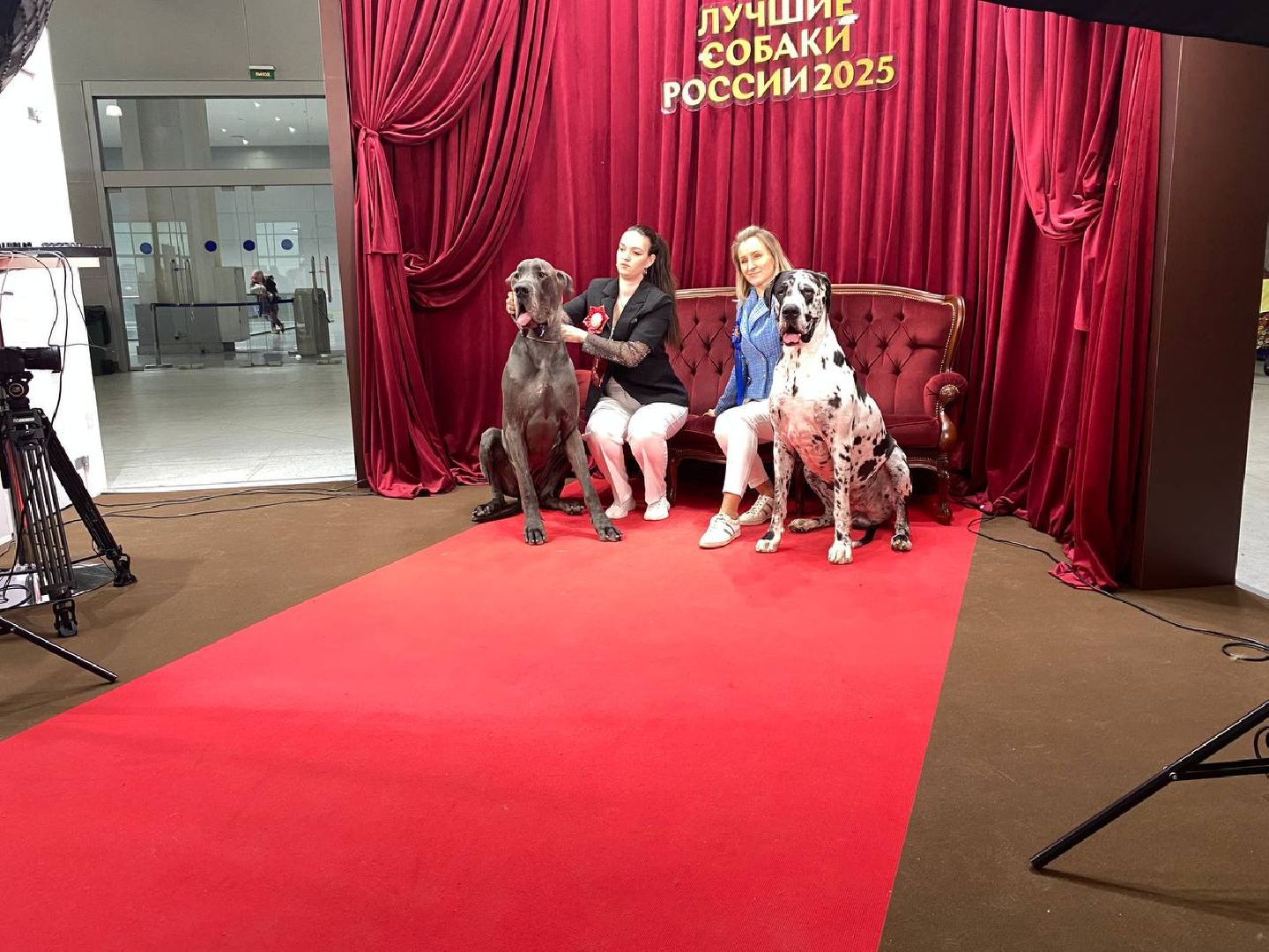 лучшиесобакироссии, выставкасобак, крокусэкспо,