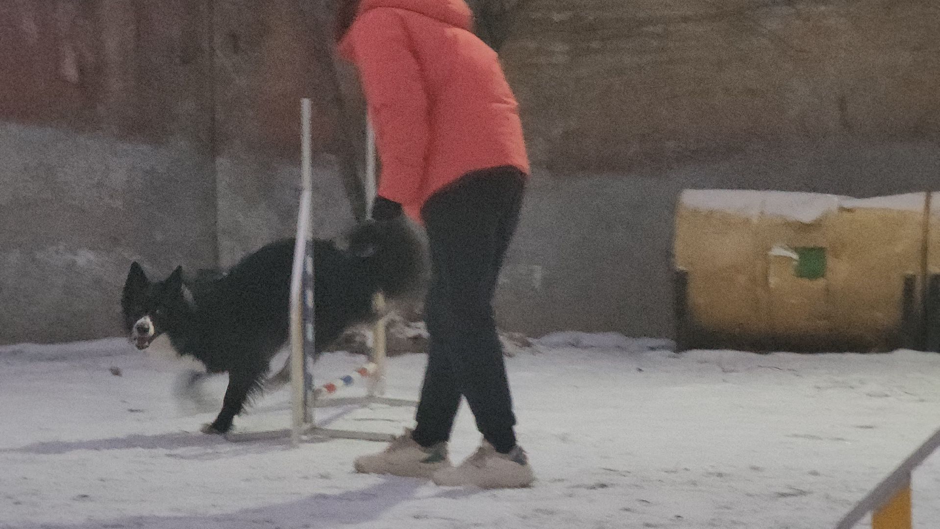 долгопрудный, x-легион, кинологи, аджилити, бордер-колли, вертикалки,