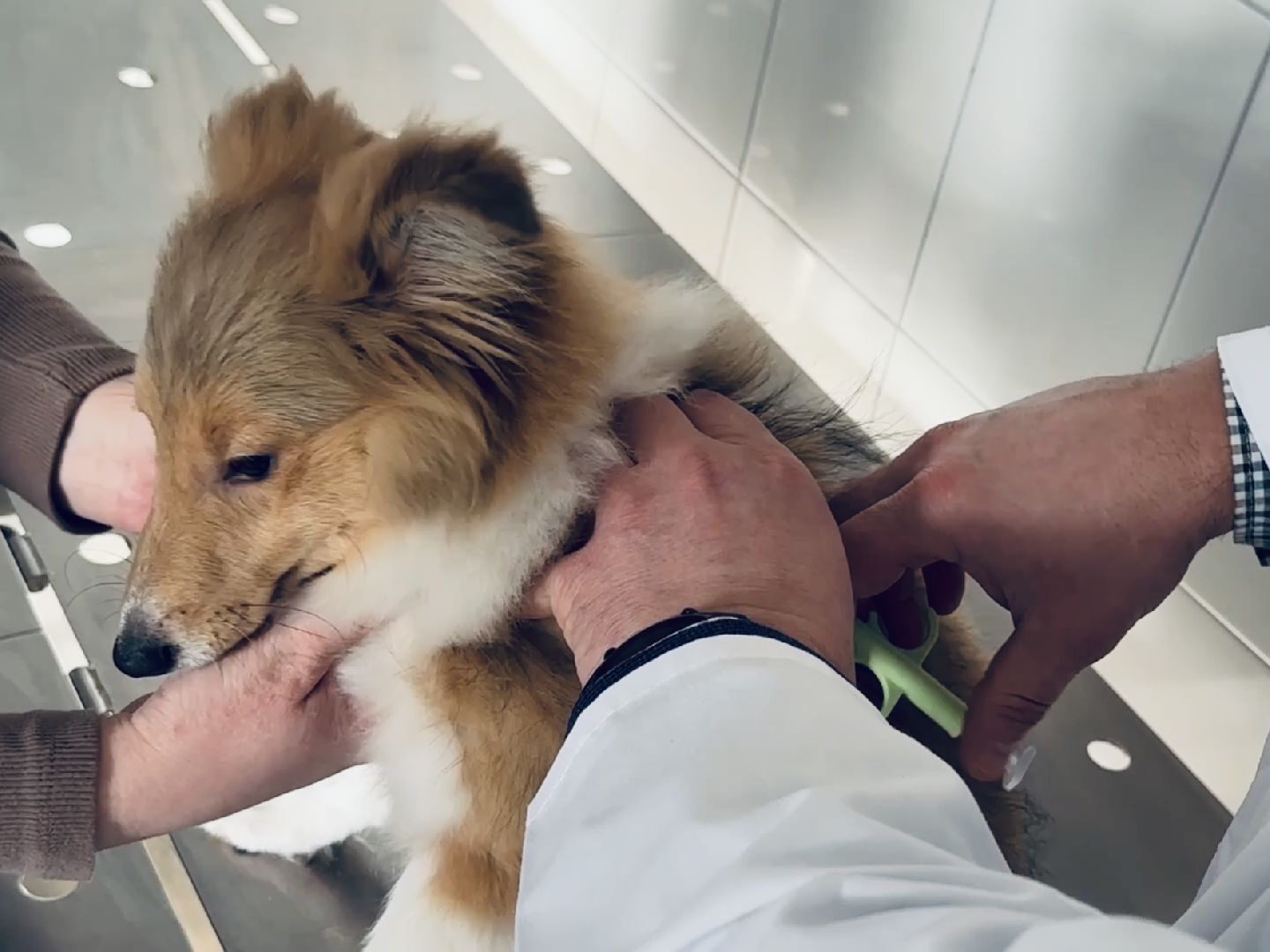 ветеринар, раменское, регистрация животных,