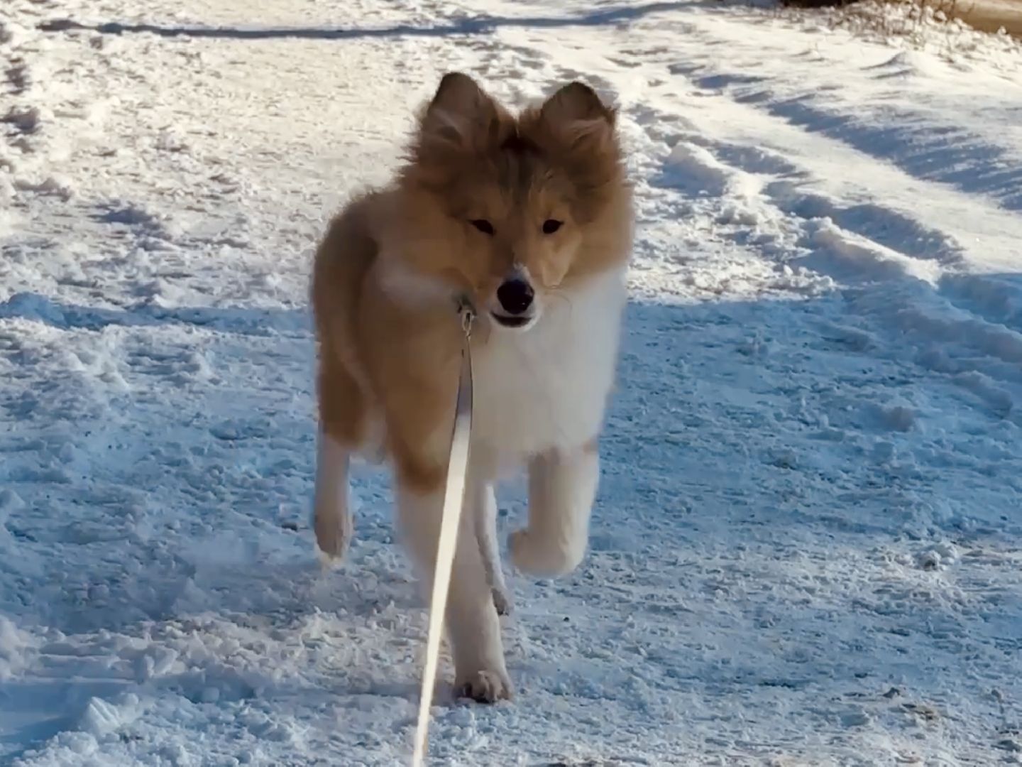 ветеринар, раменское, регистрация животных,