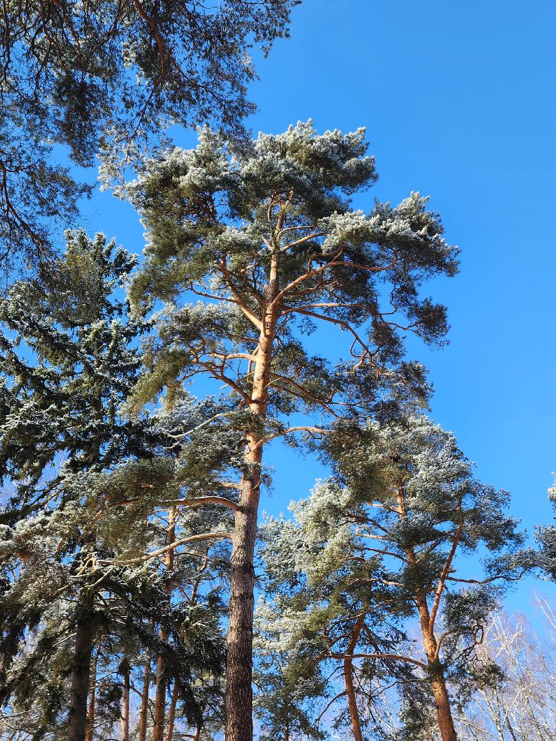 красноармейск, городской округ пушкинский, лесопарк, благоуйстройство, неравнодушные жители, вертикалки,