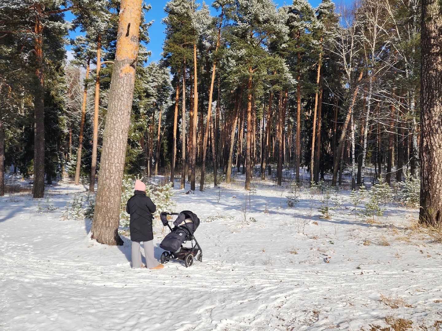 красноармейск, городской округ пушкинский, лесопарк, благоуйстройство, неравнодушные жители, вертикалки,