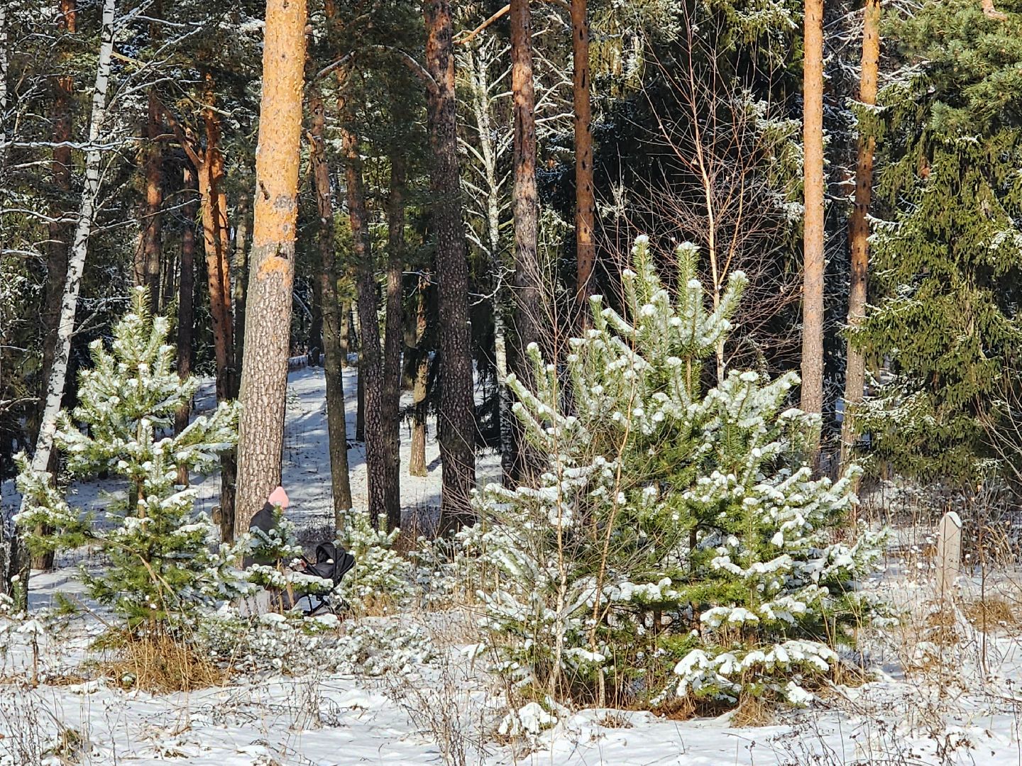красноармейск, городской округ пушкинский, лесопарк, благоуйстройство, неравнодушные жители, вертикалки,