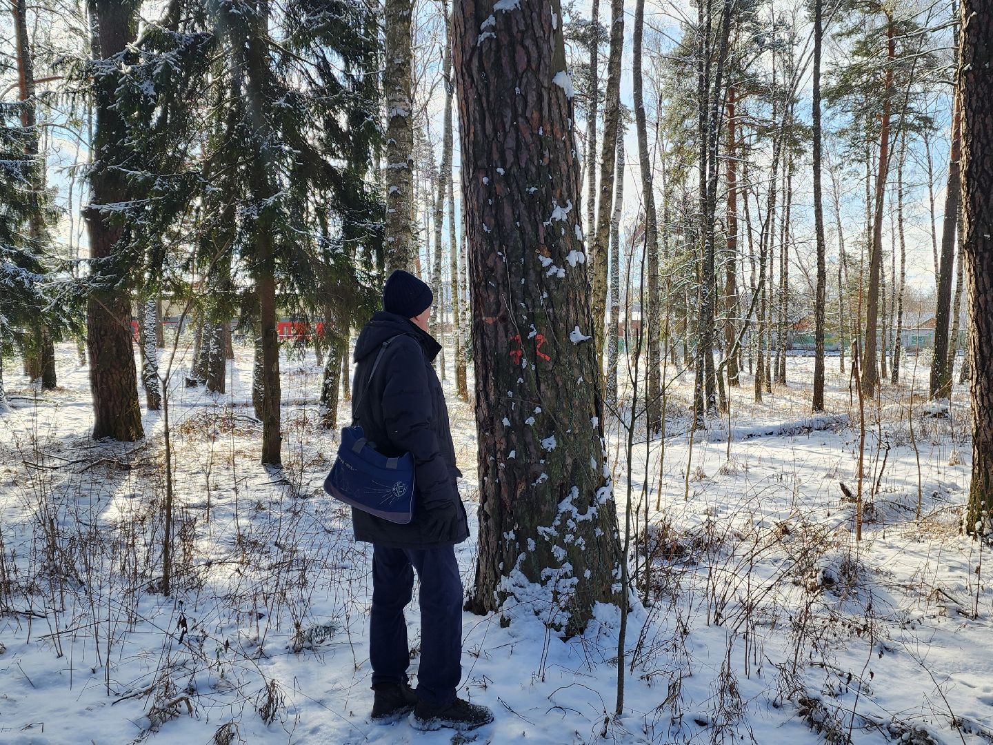 красноармейск, городской округ пушкинский, лесопарк, благоуйстройство, неравнодушные жители, вертикалки,