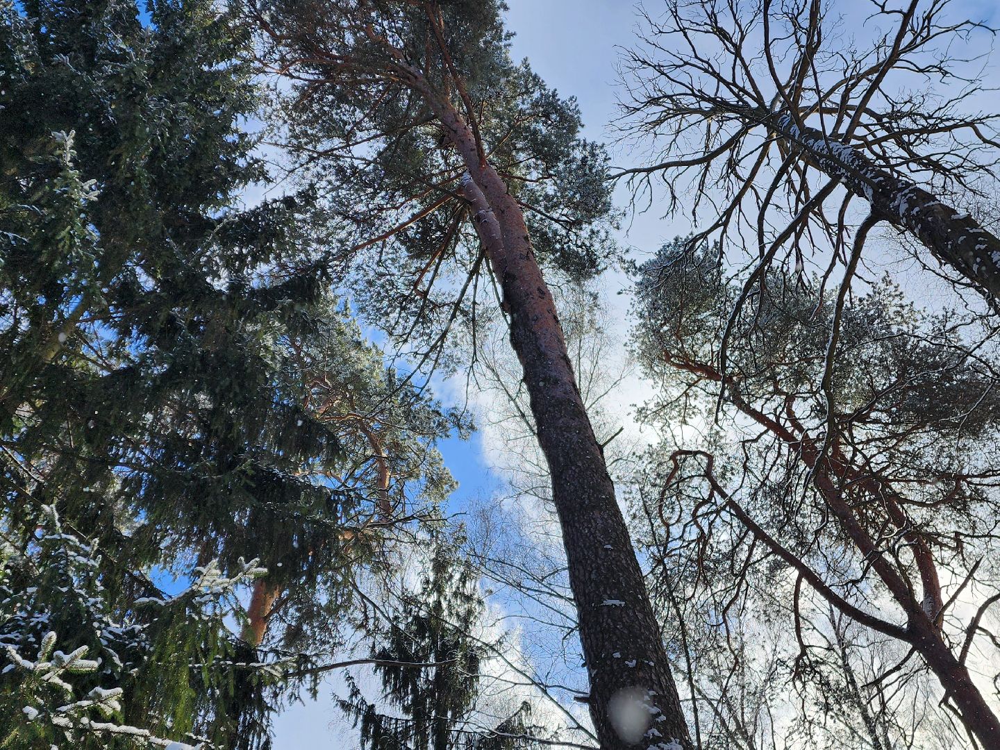 красноармейск, городской округ пушкинский, лесопарк, благоуйстройство, неравнодушные жители, вертикалки,