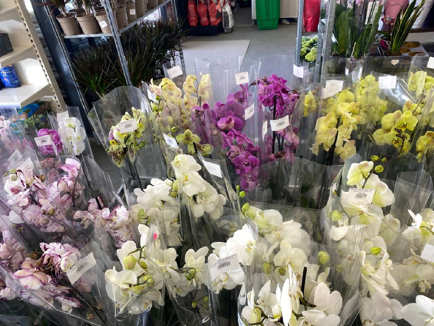 вертикалки, посадочка, цветочный магазин, садовыйцентр, цветывнахабино, цветыкрасногорск,