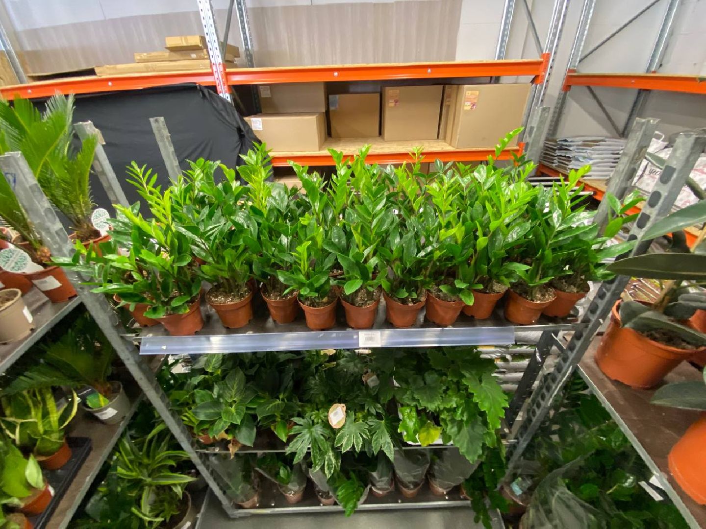 вертикалки, посадочка, цветочный магазин, садовыйцентр, цветывнахабино, цветыкрасногорск,