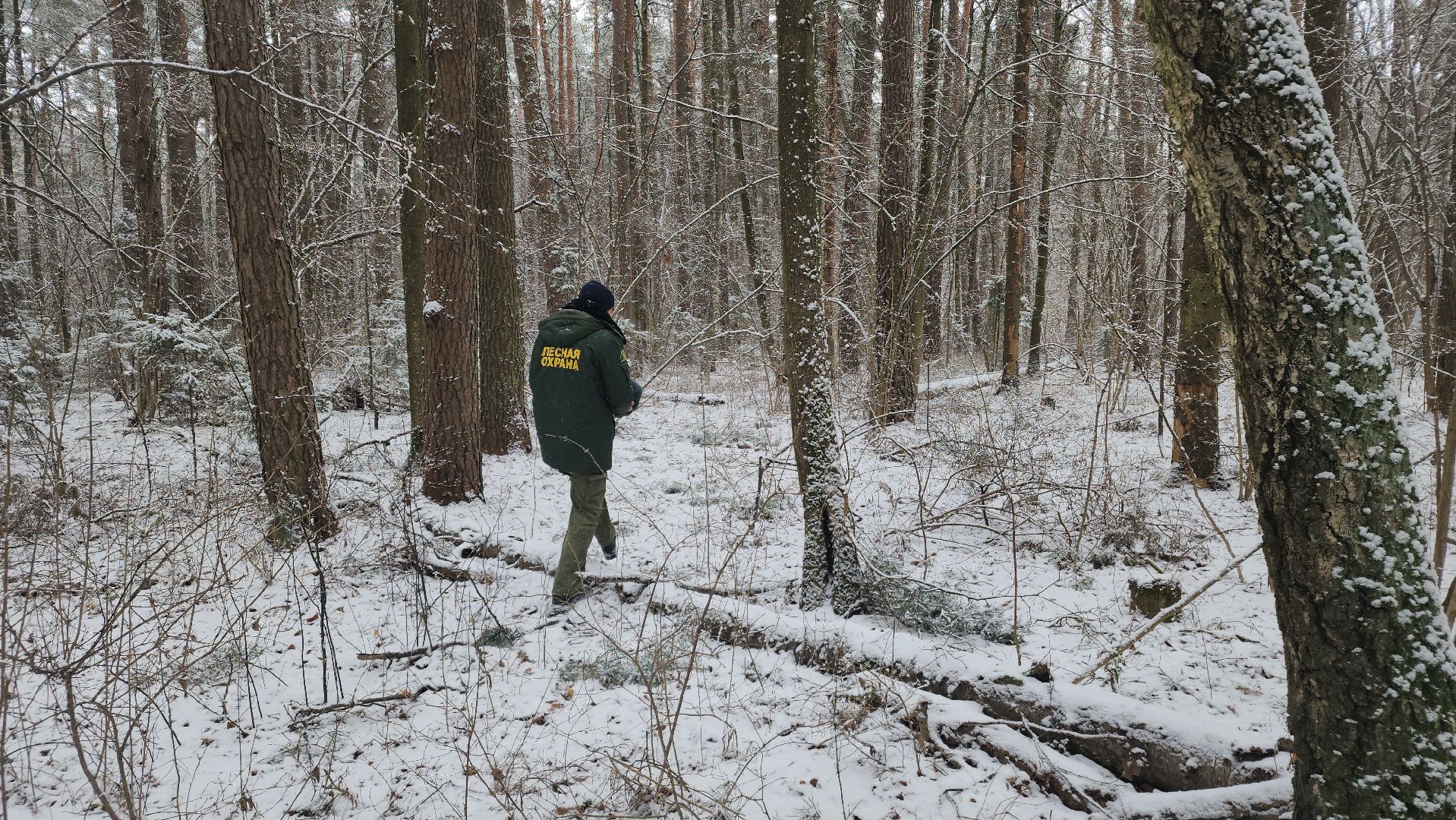 ступино, лесничие, русский лес,