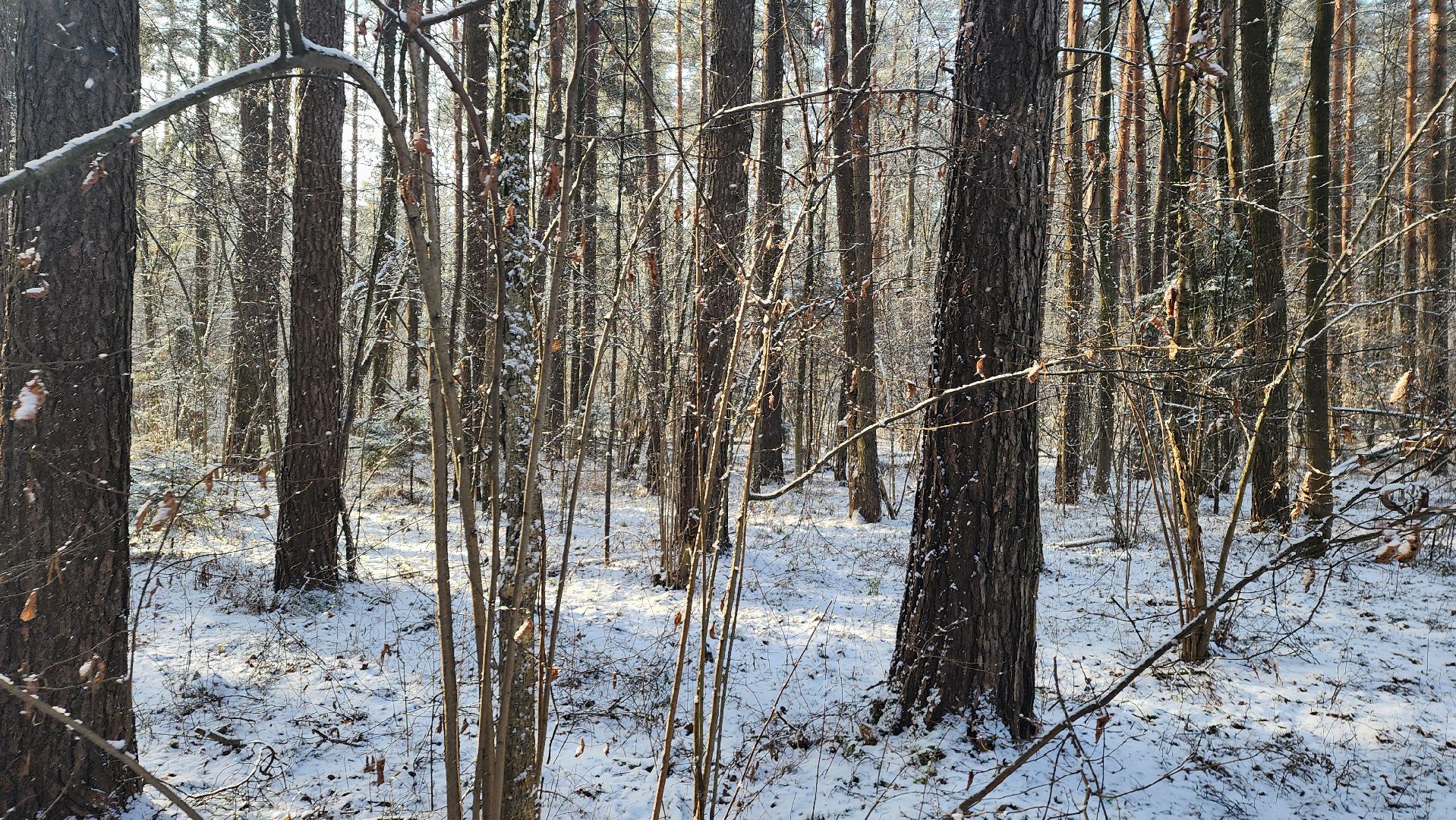 ступино, лесничие, русский лес,