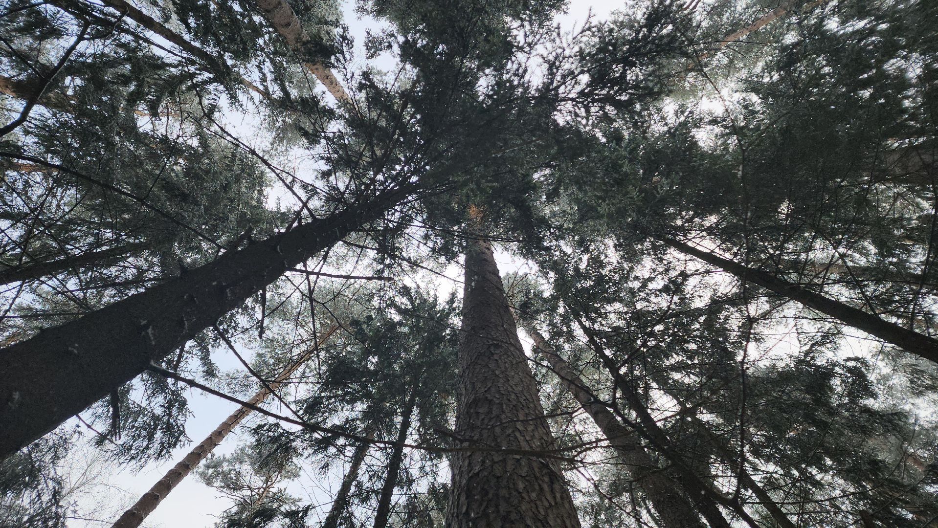 ступино, лесничие, русский лес,