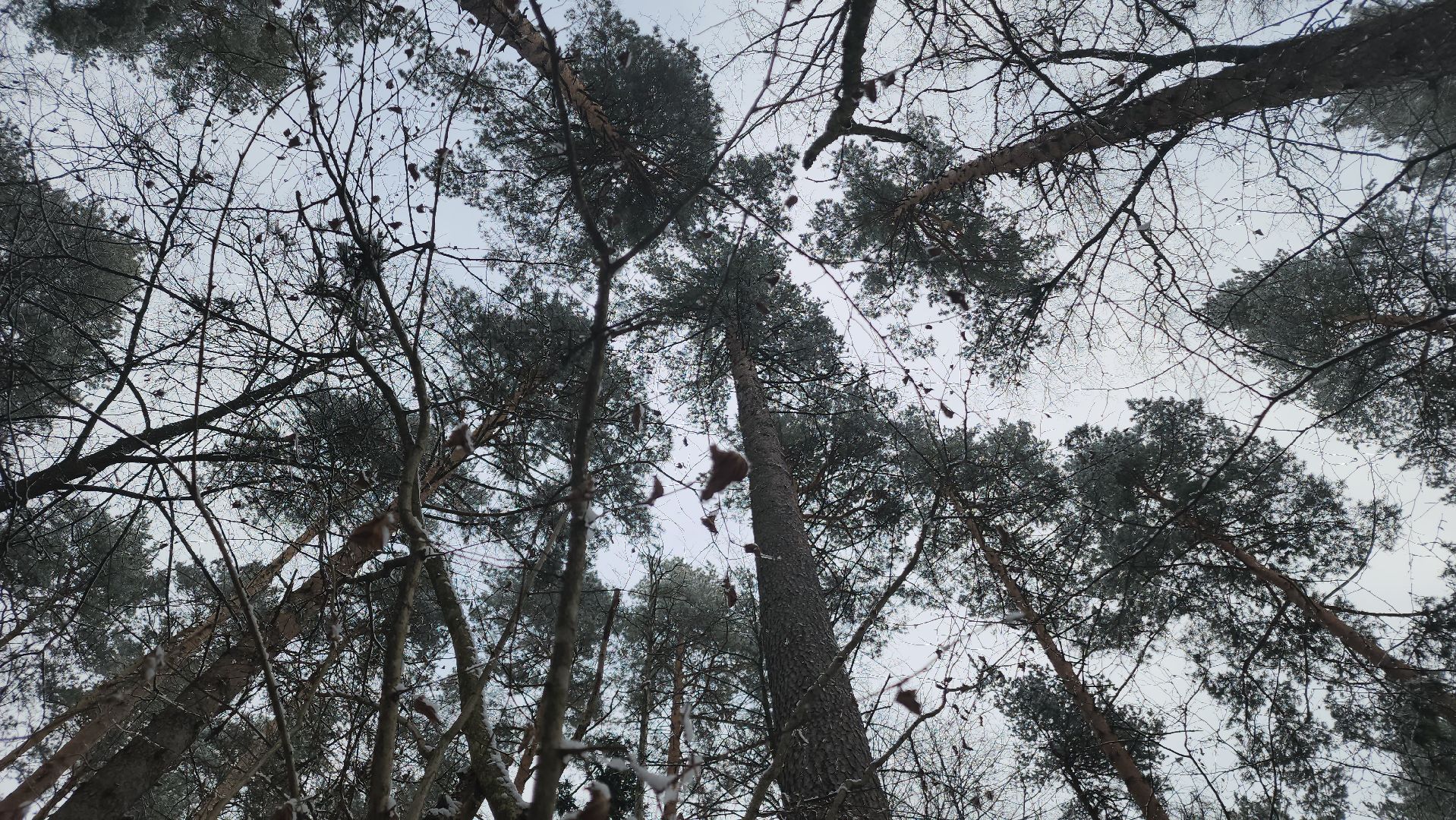 ступино, лесничие, русский лес,