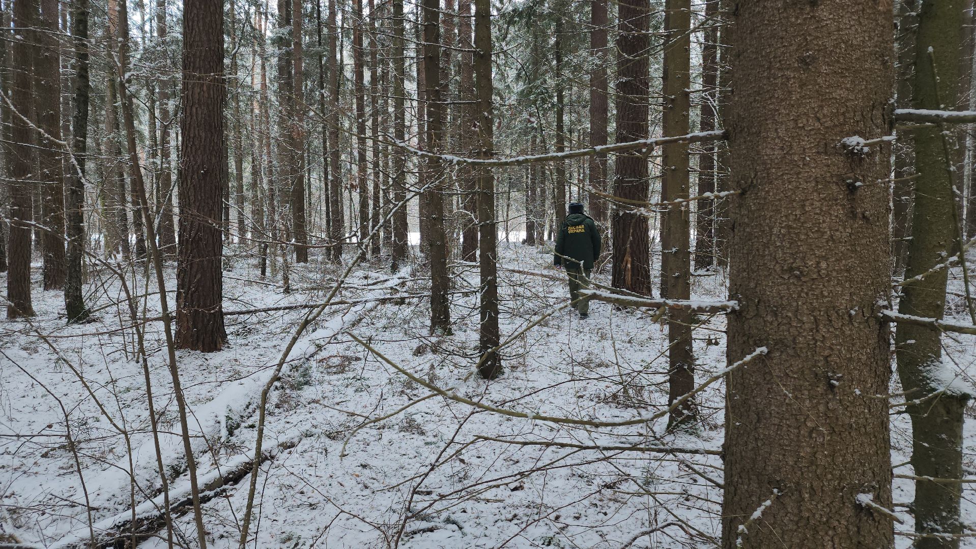 ступино, лесничие, русский лес,