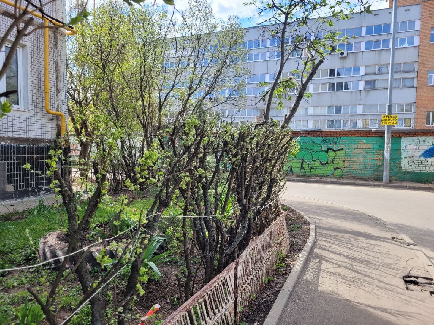 озеленение, депутат, помощь, экология, Видное, деревья