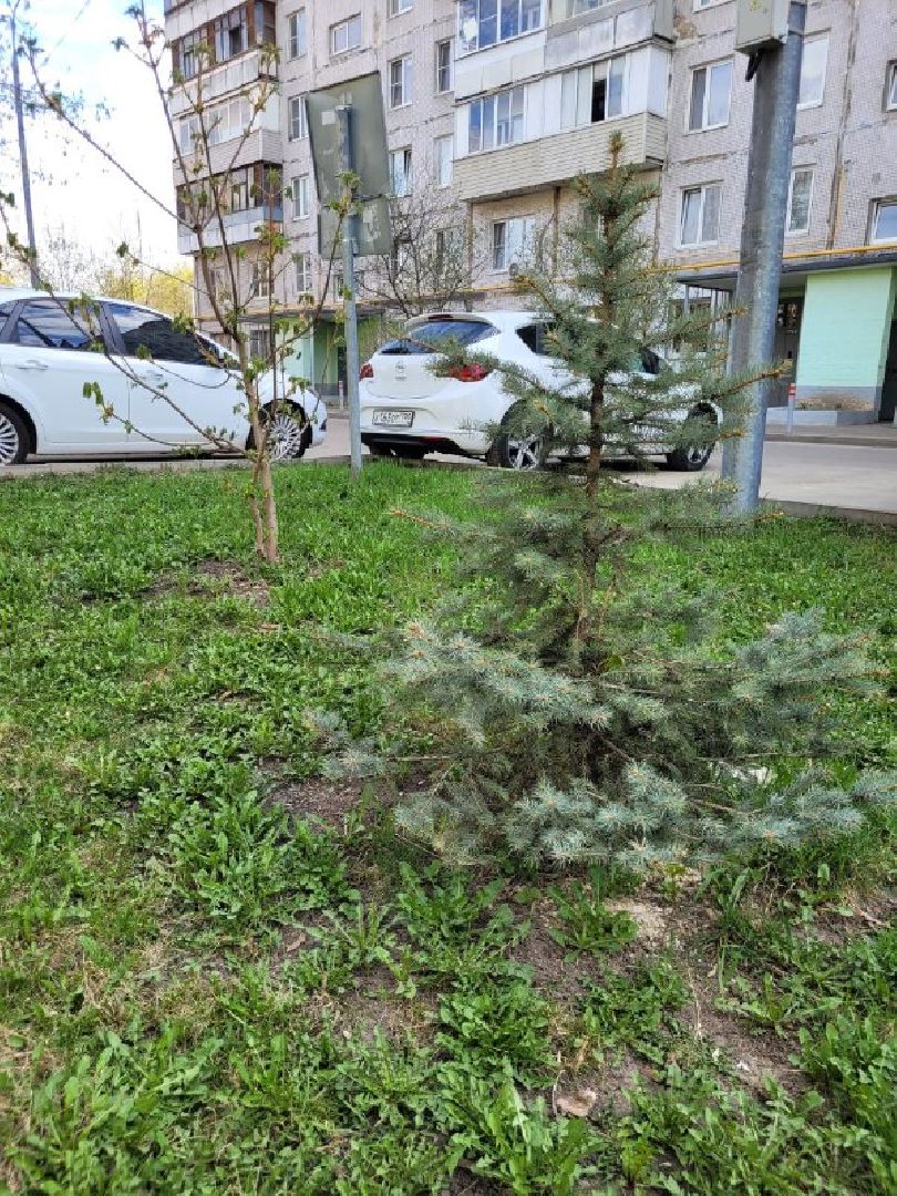 озеленение, депутат, помощь, экология, Видное, деревья